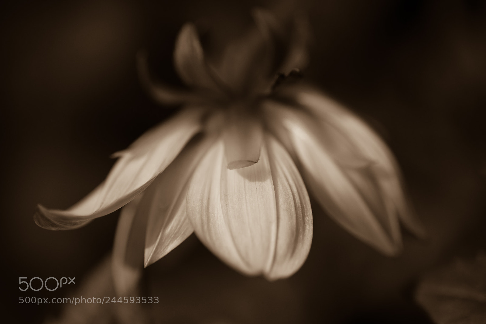 Nikon D850 sample photo. Sepia photography