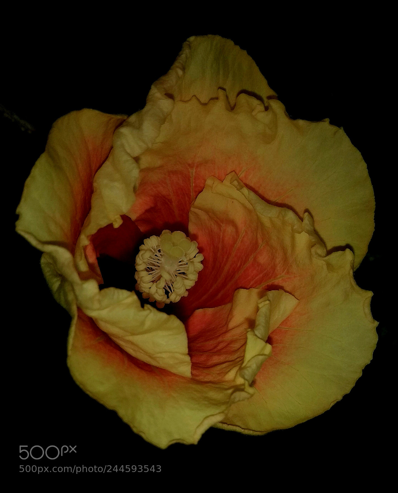 Xiaomi Redmi Note 4 sample photo. Bloom at night photography