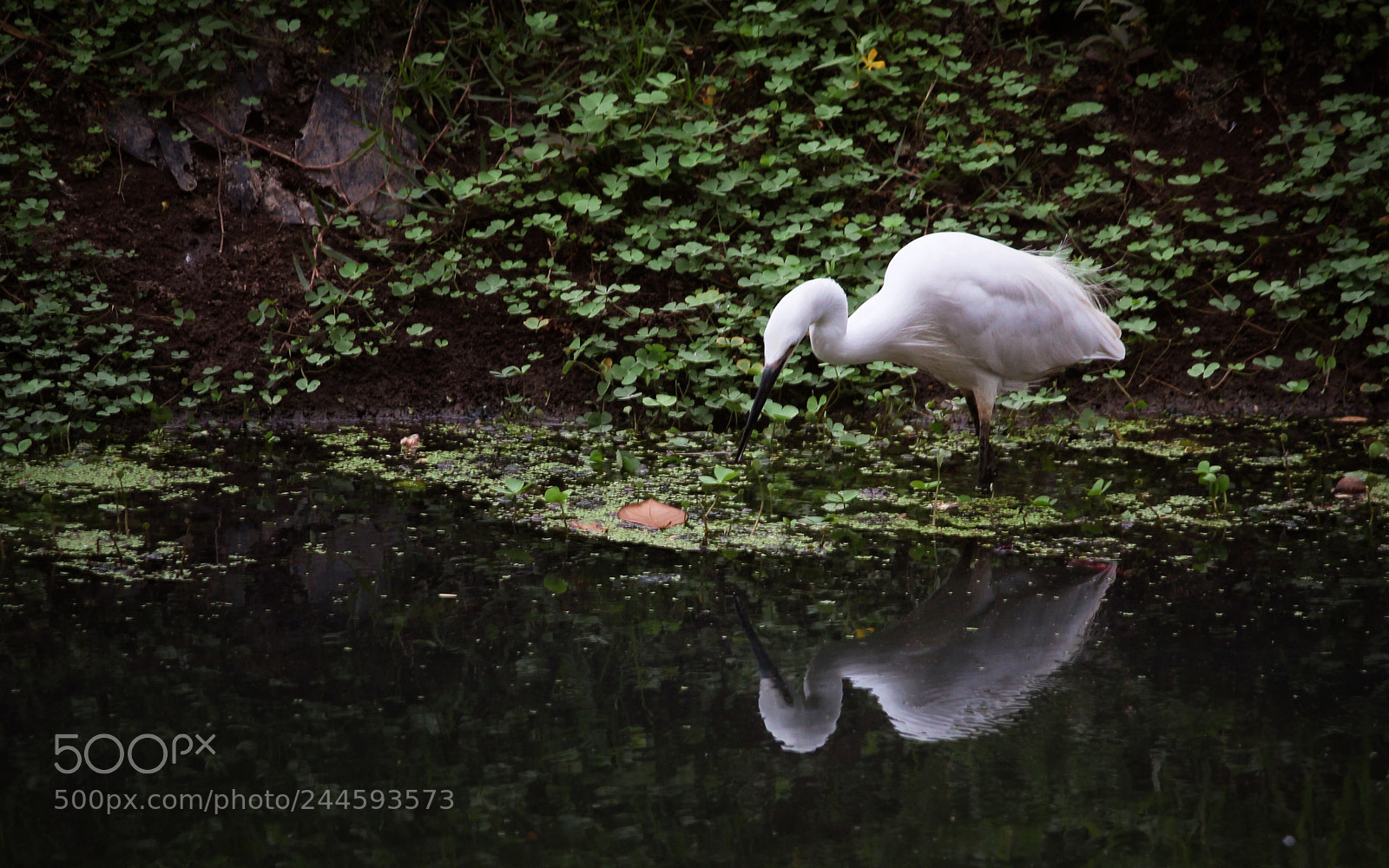 Canon EOS 550D (EOS Rebel T2i / EOS Kiss X4) sample photo. A little white egret photography