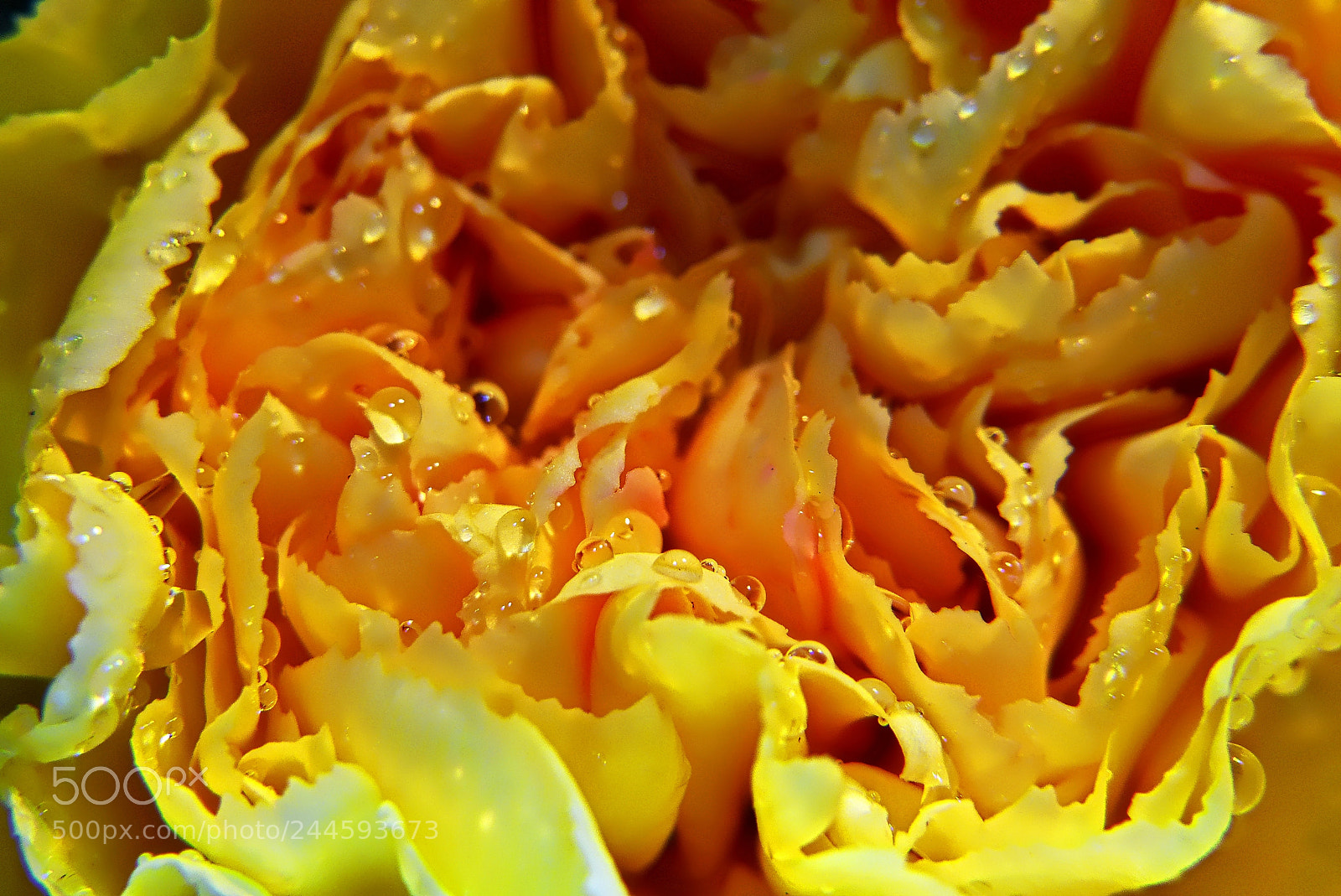 Panasonic Lumix DMC-FZ200 sample photo. Go dzik xx carnation photography