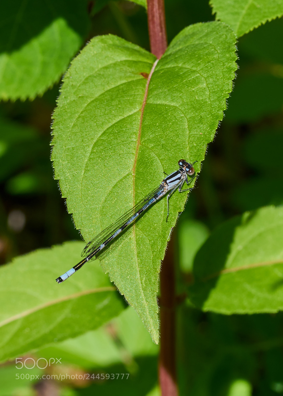 Sony a7R II sample photo. Damselfly photography