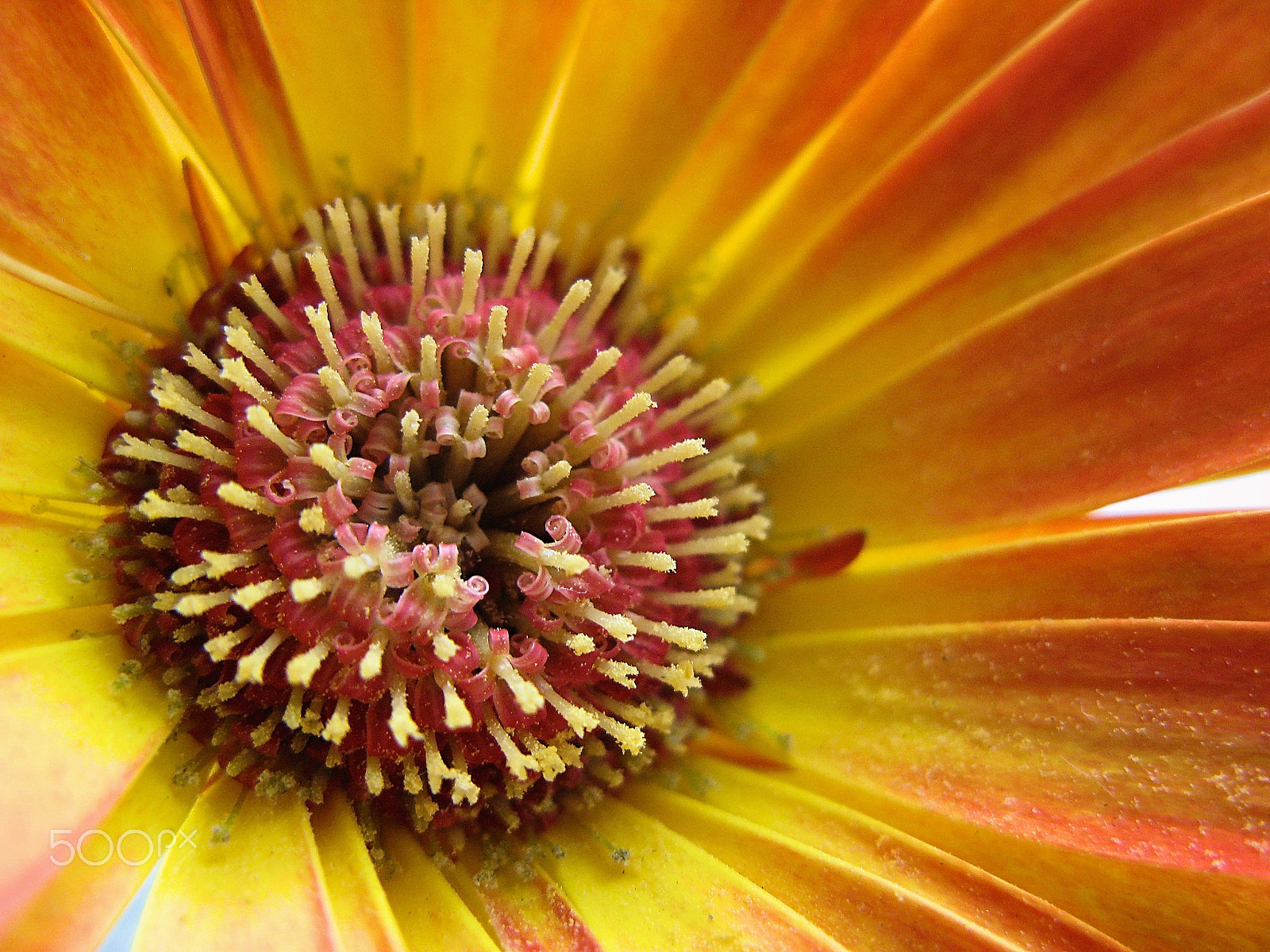 Canon POWERSHOT G7 sample photo. Dimorphoteca photography