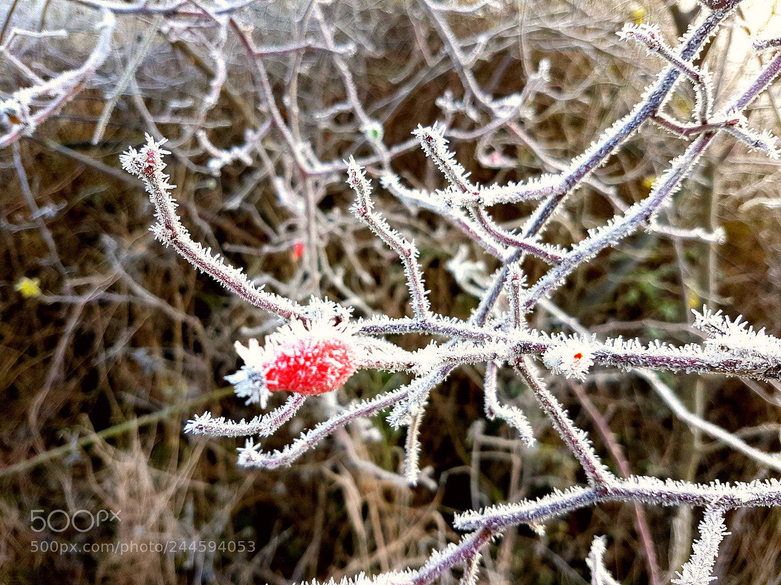 Samsung Galaxy S7 sample photo. Untitled photography