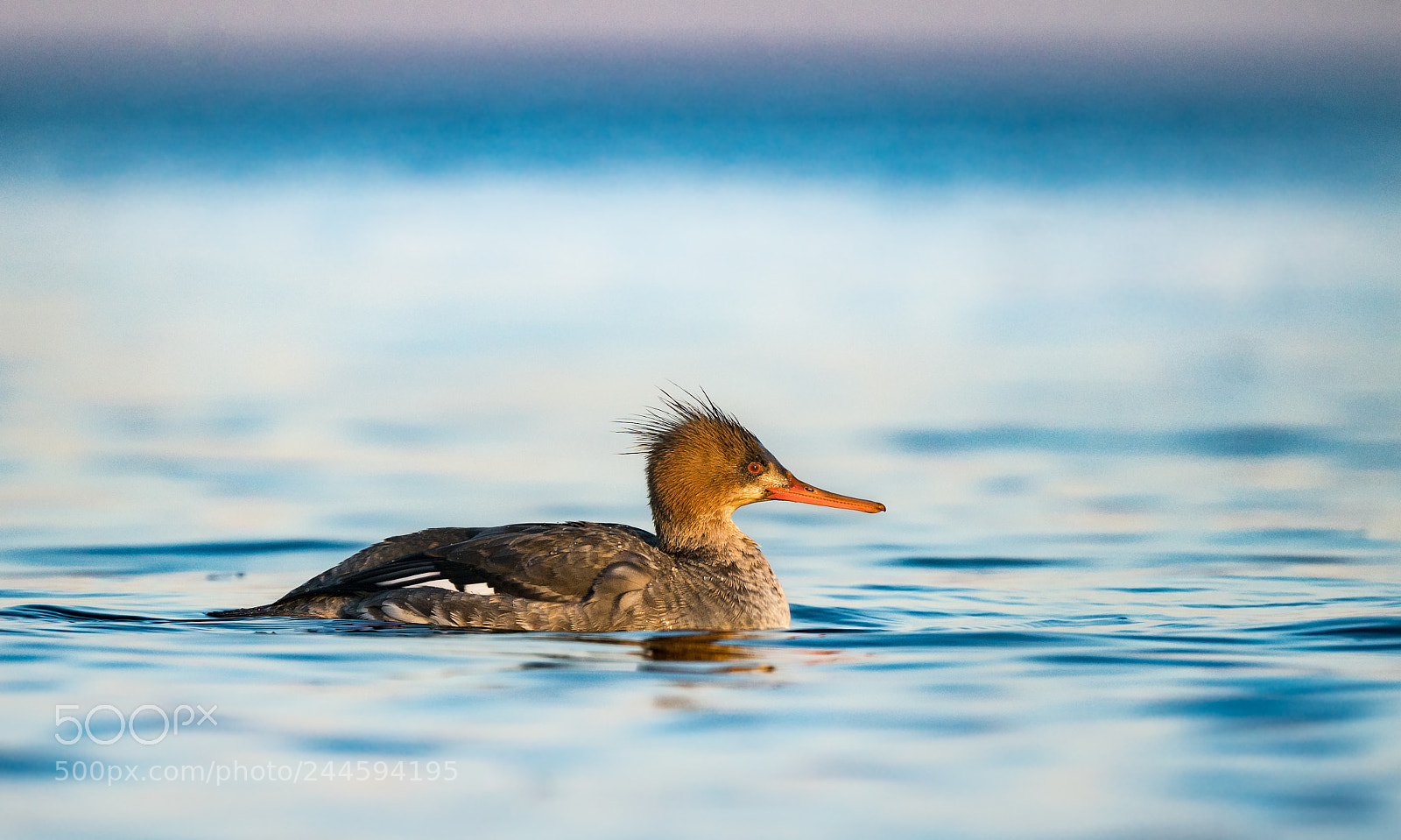 Sony a7R II sample photo. Merganser enjoying a strawberry photography
