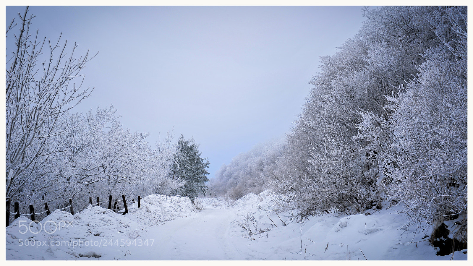 Nikon D700 sample photo. 소백산 연화봉 가는길 photography