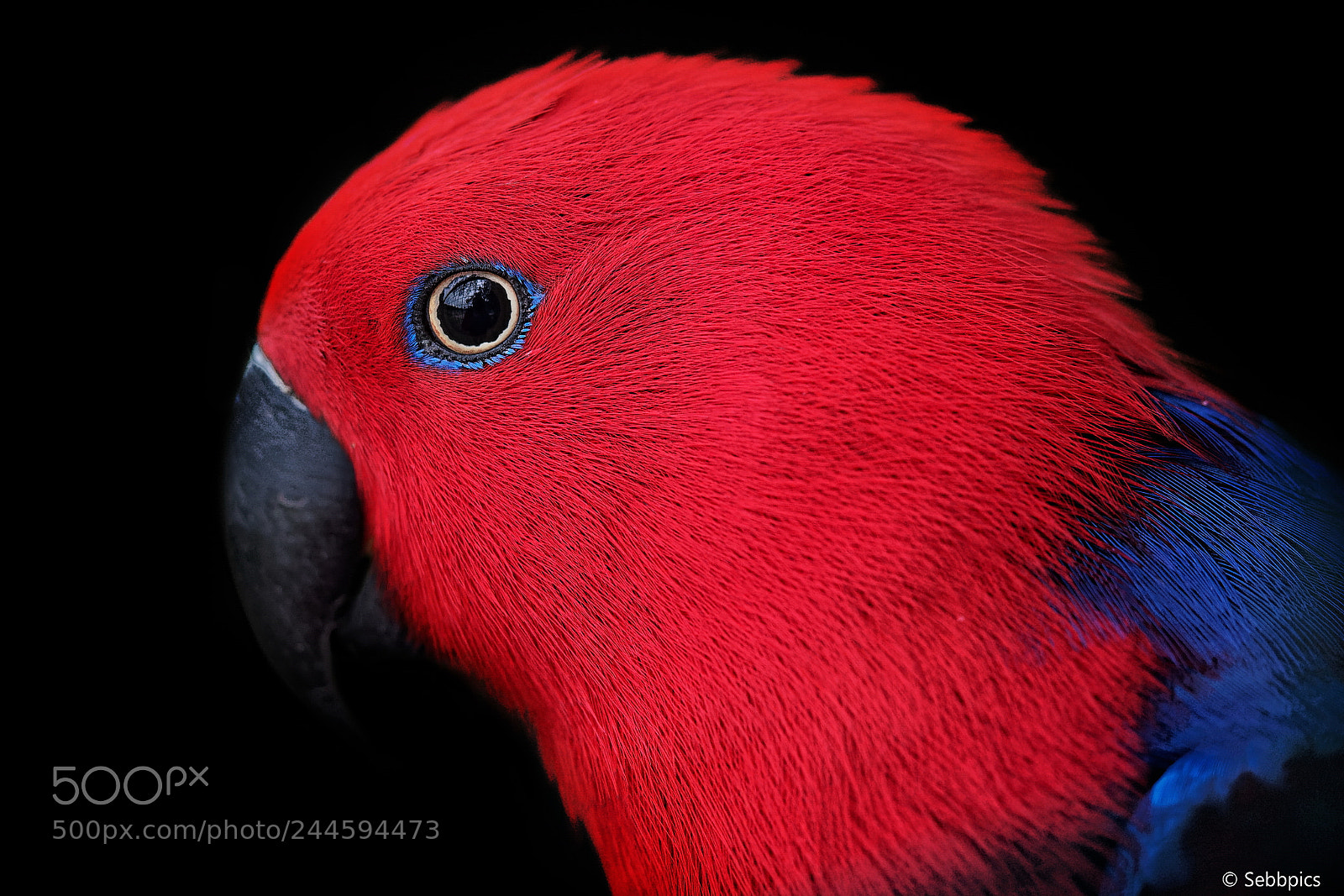 Olympus OM-D E-M5 II sample photo. Eclectus female photography
