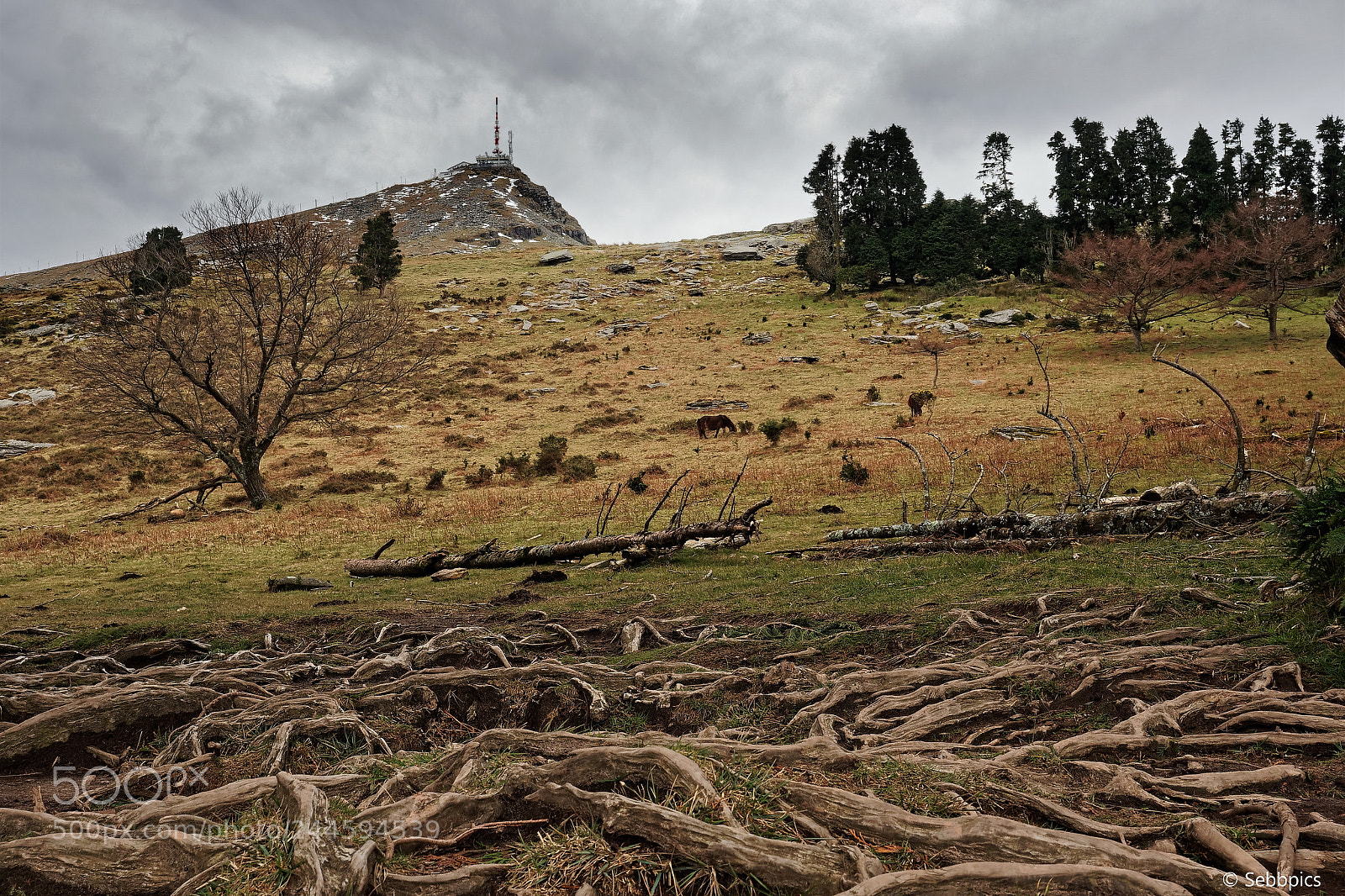 Olympus OM-D E-M5 II sample photo. Larun photography
