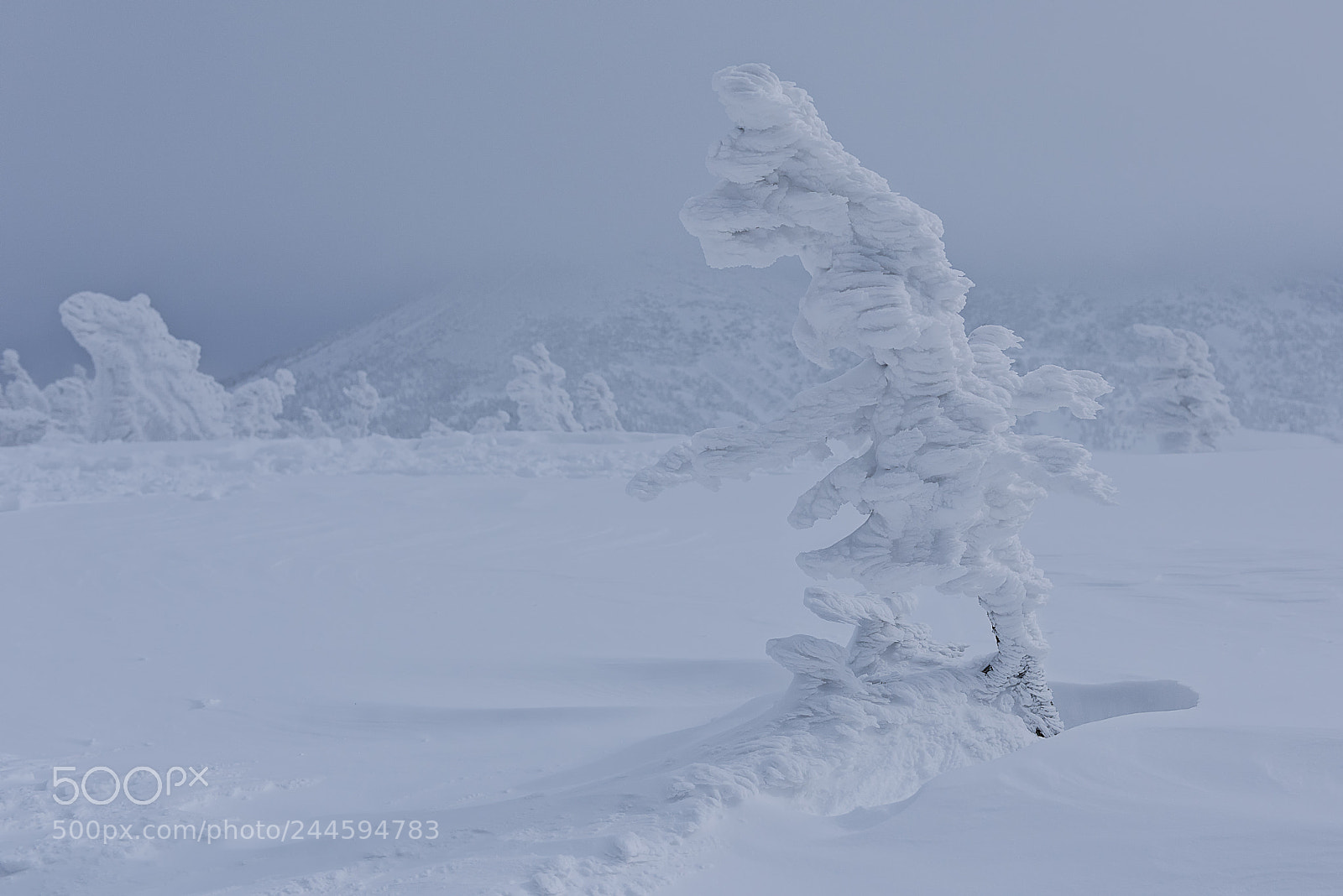 Nikon D810 sample photo. Frozen moment photography