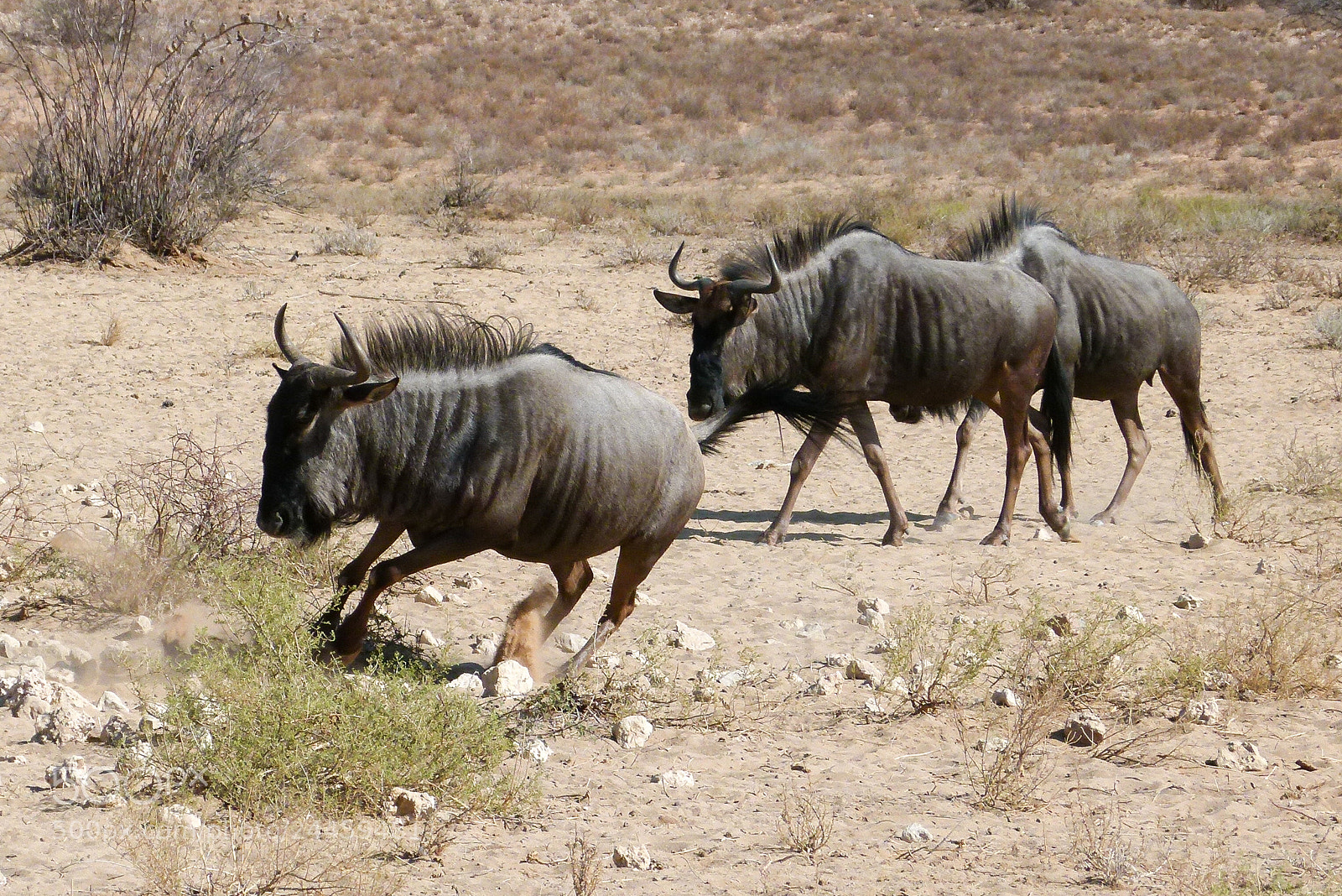 Panasonic Lumix DMC-FZ100 sample photo. Gnus photography