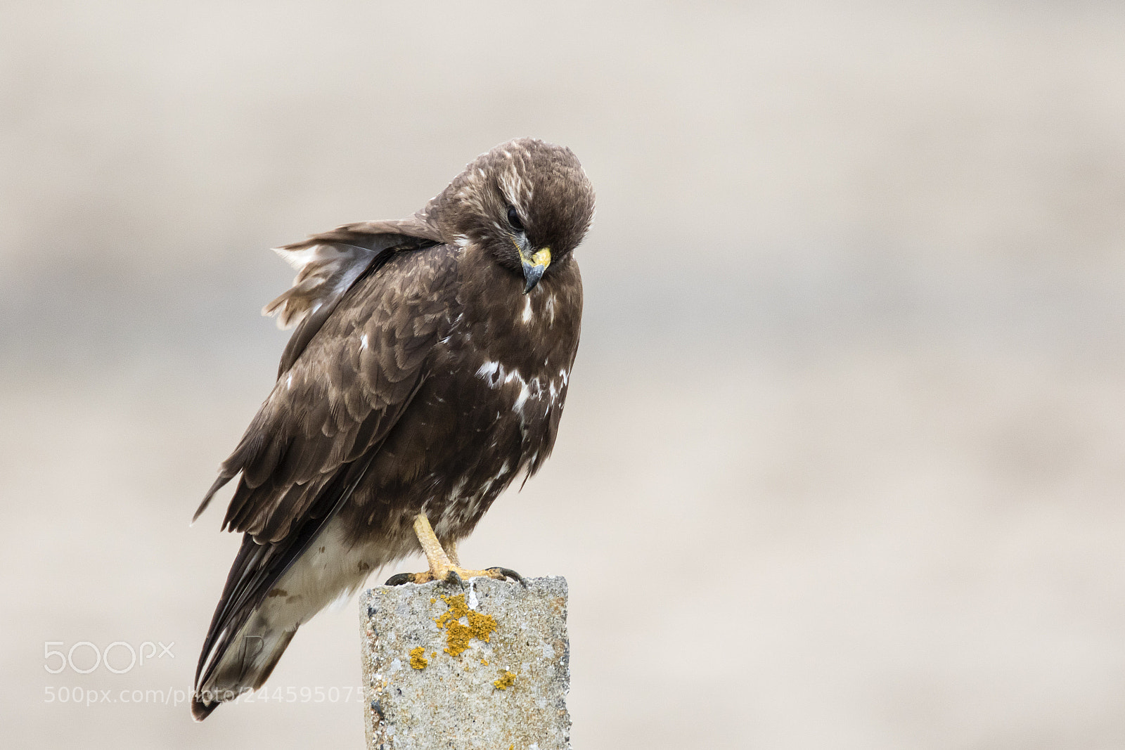Canon EOS 7D Mark II sample photo. Buteo buteo photography