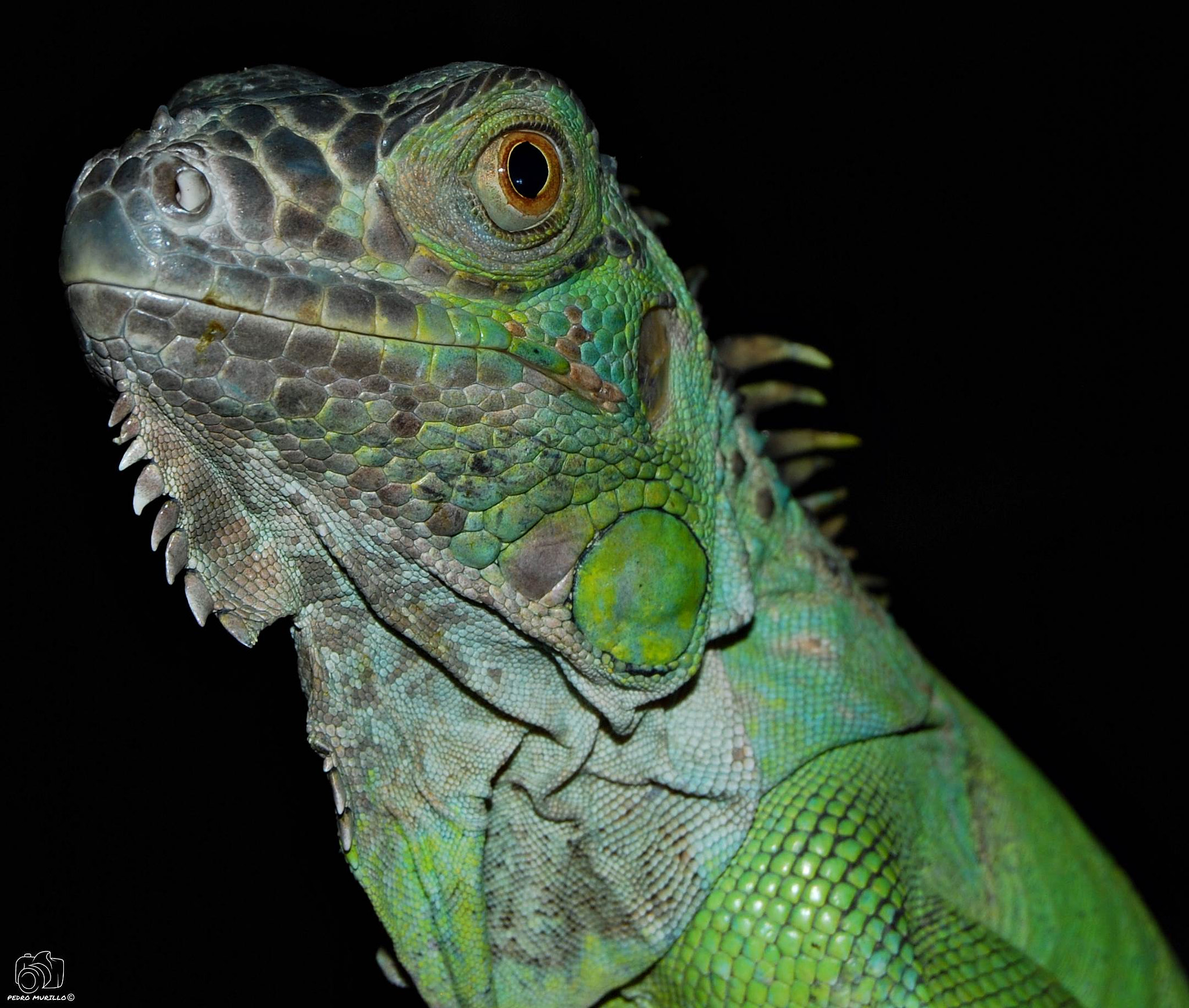 Nikon D60 sample photo. Iguana photography