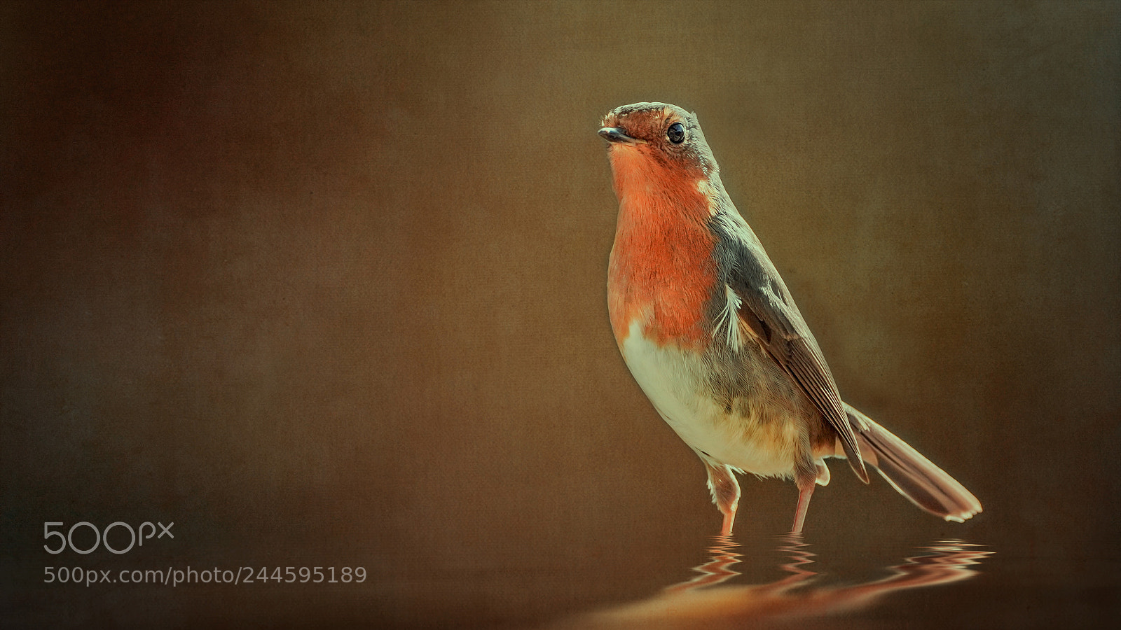 Sony a7R III sample photo. Robin ii photography