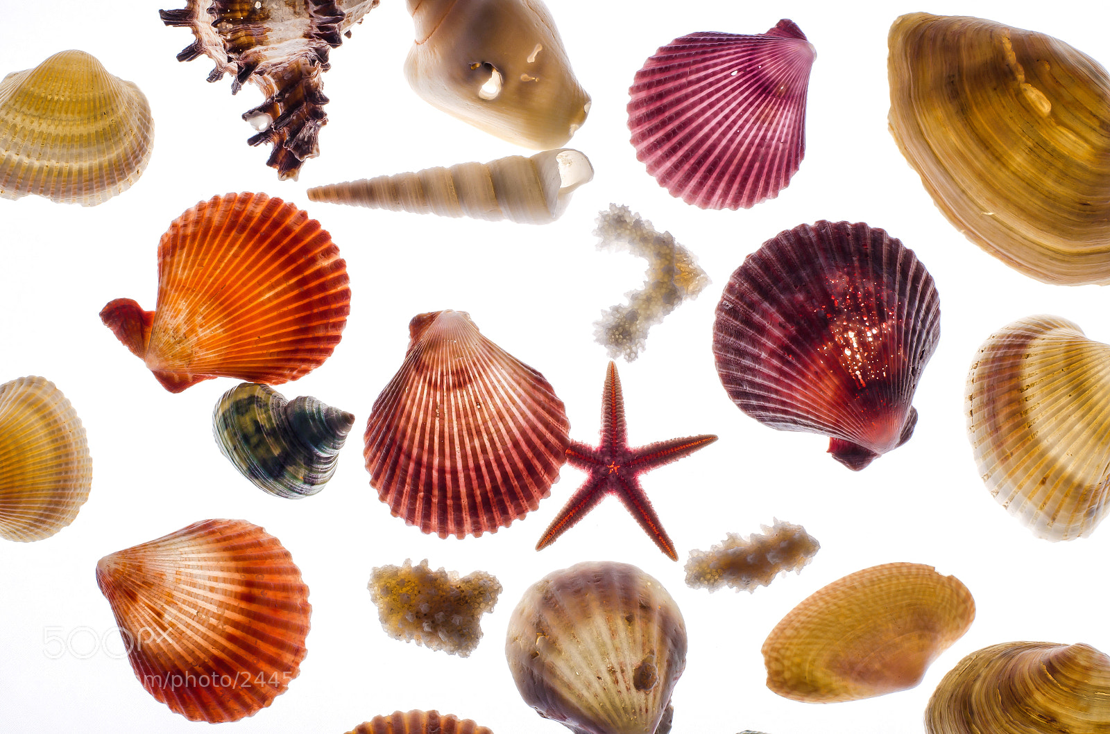 Nikon D5100 sample photo. Seashells photography