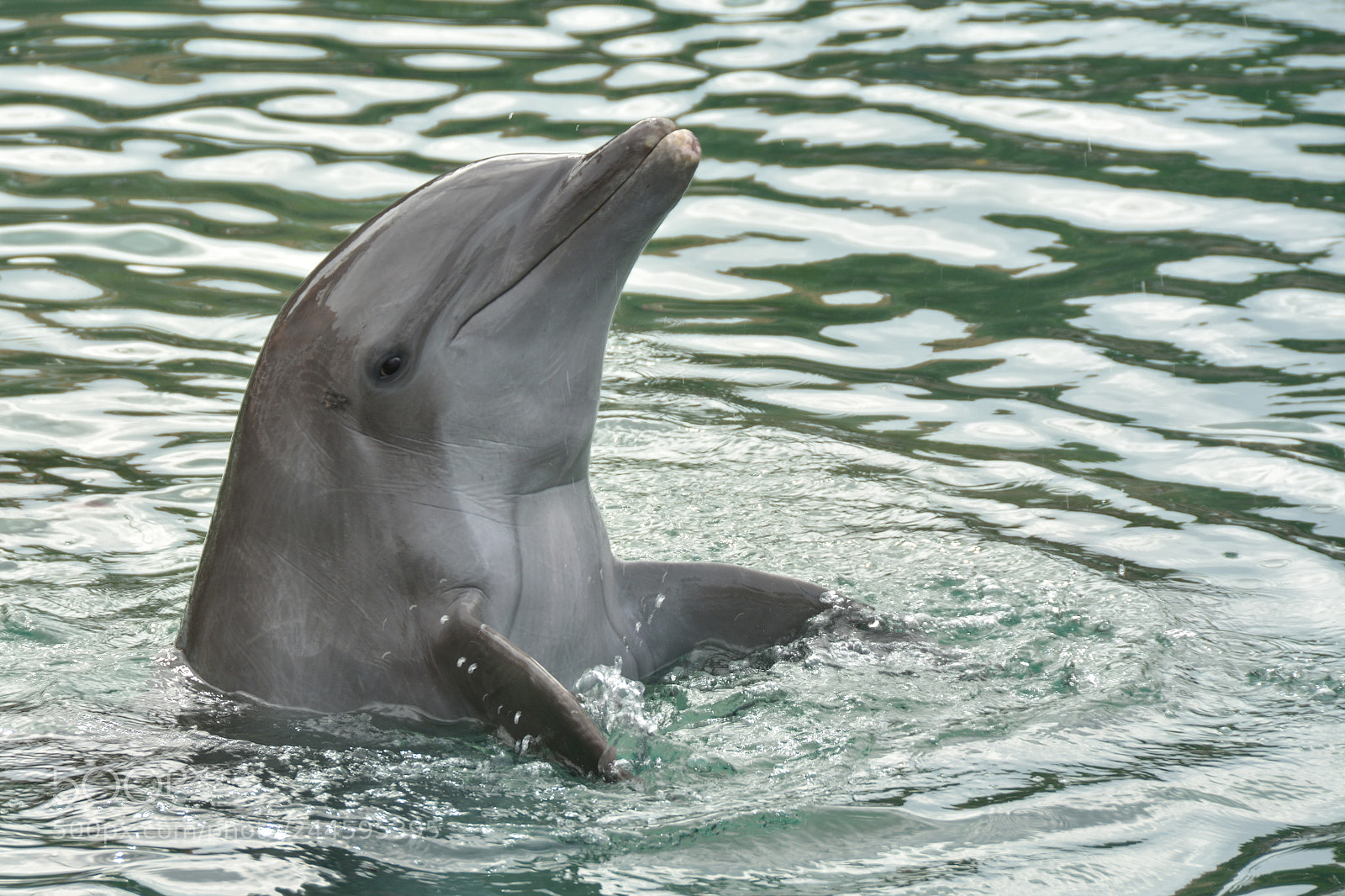 Nikon D7100 sample photo. Dolphin photography