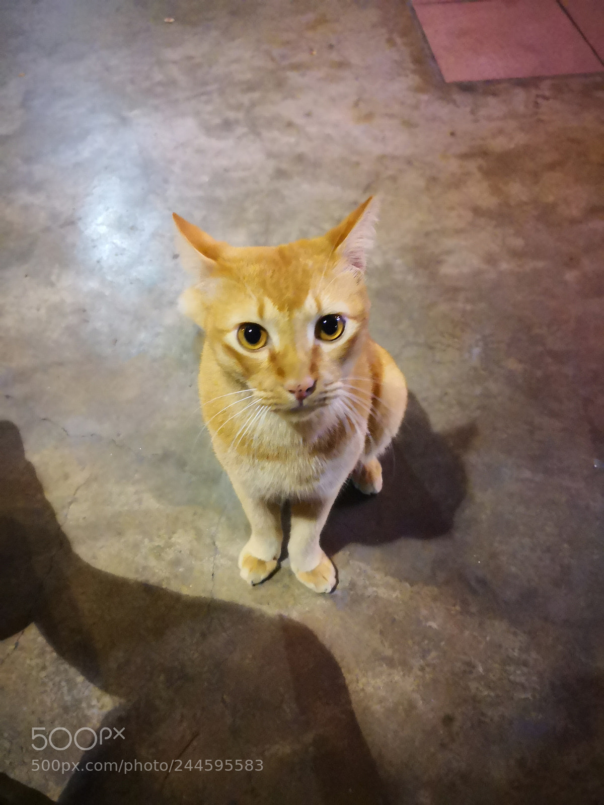 HUAWEI Mate 10 Pro sample photo. Cat's eyes photography