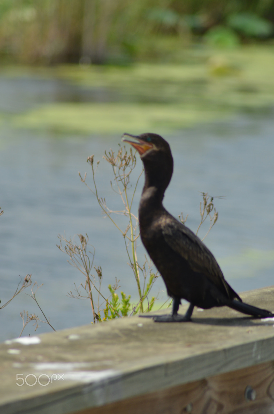 Nikon AF Nikkor 70-300mm F4-5.6G sample photo. Dsc photography