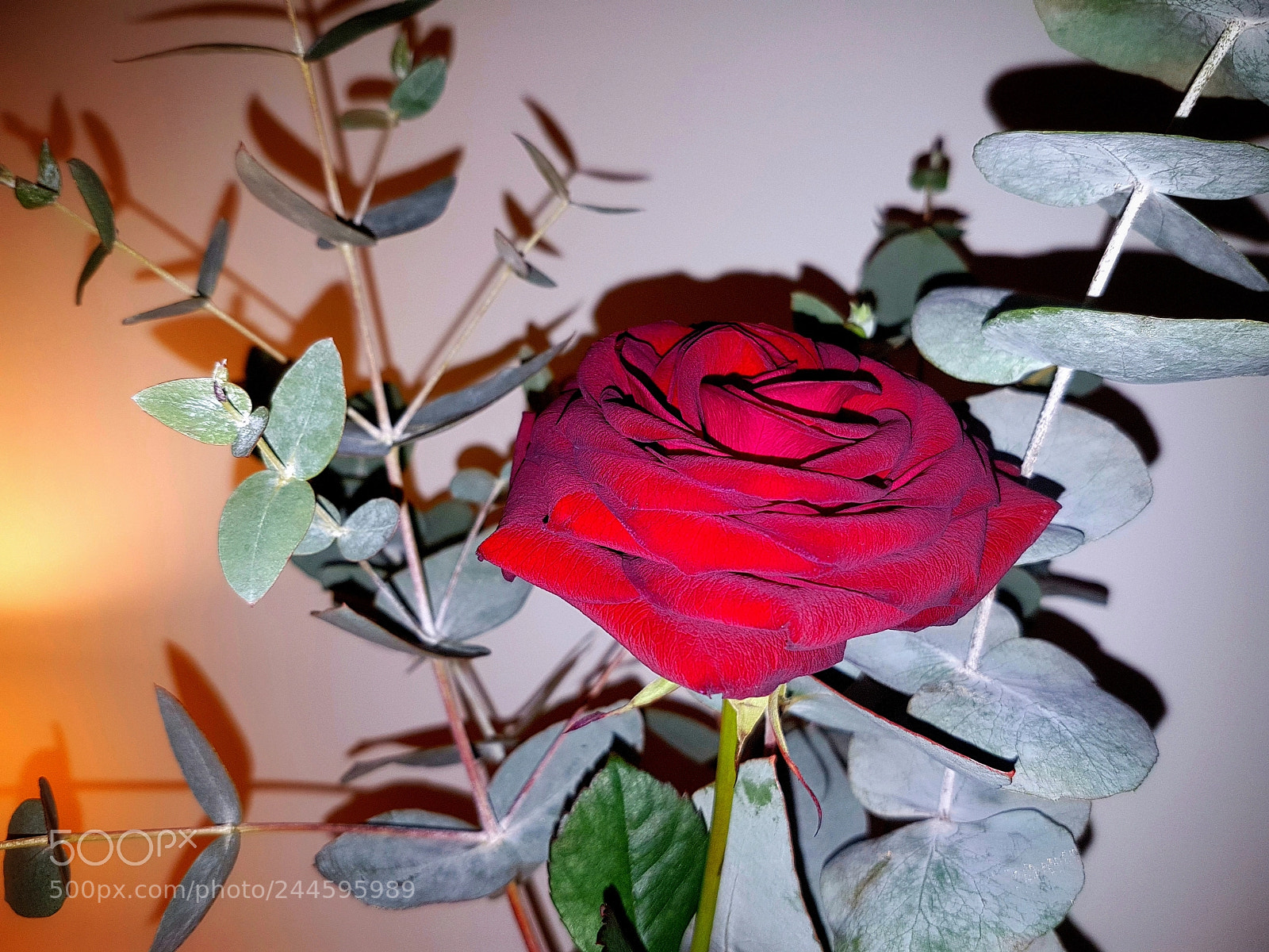 Samsung Galaxy S7 sample photo. The last rose of photography