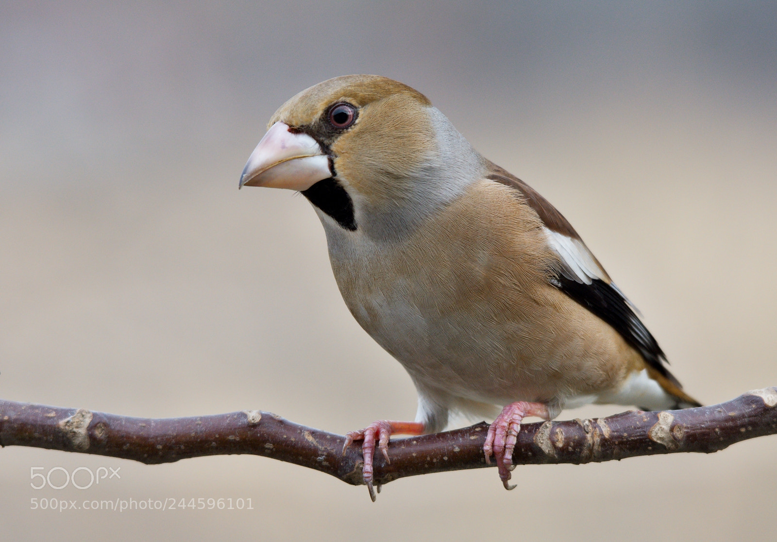 Nikon D7200 sample photo. Hawfinch photography