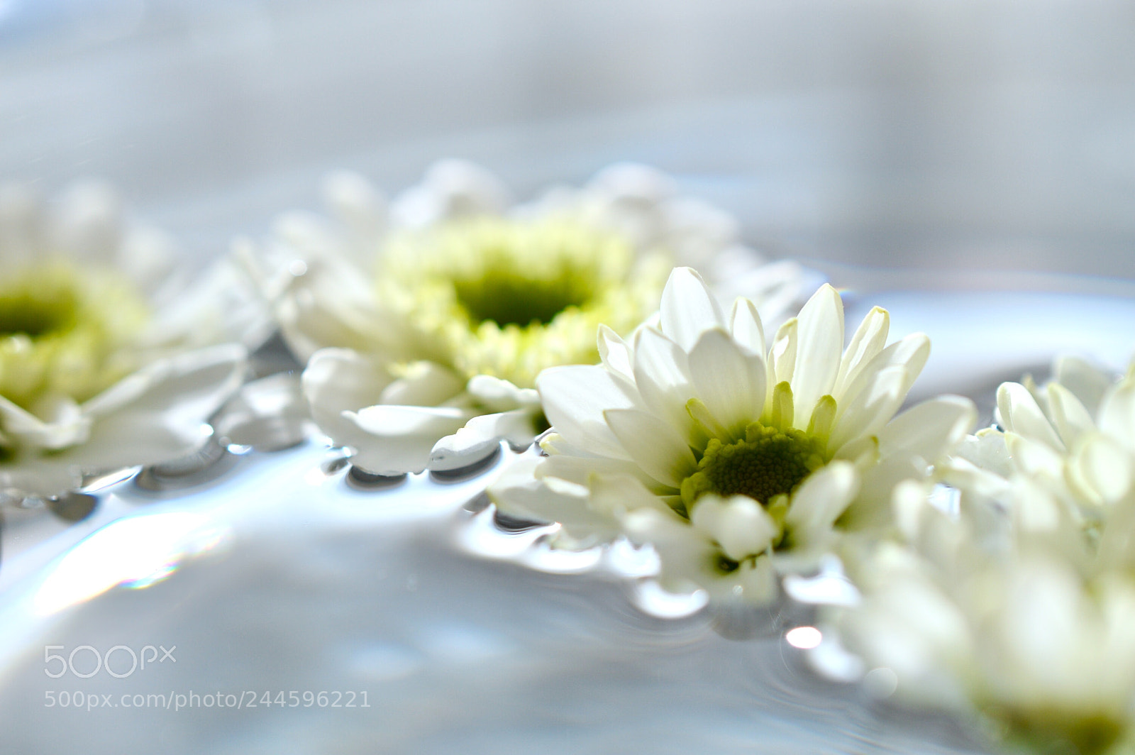 Nikon D3200 sample photo. ❀ ❀ ❀ photography