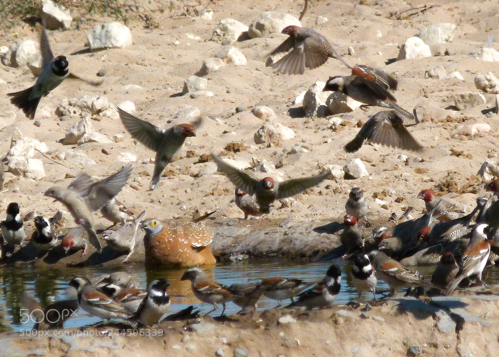 Panasonic Lumix DMC-FZ100 sample photo. African birds on the photography