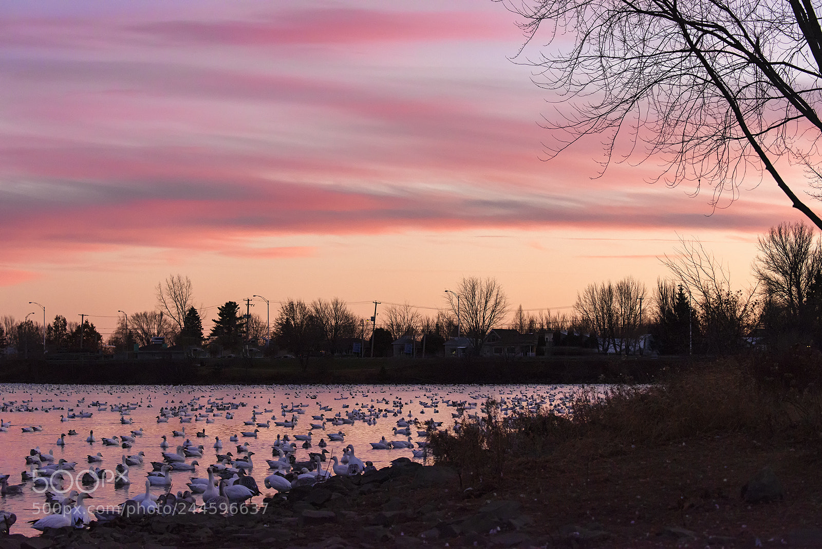 Nikon D800 sample photo. Victoriaville photography