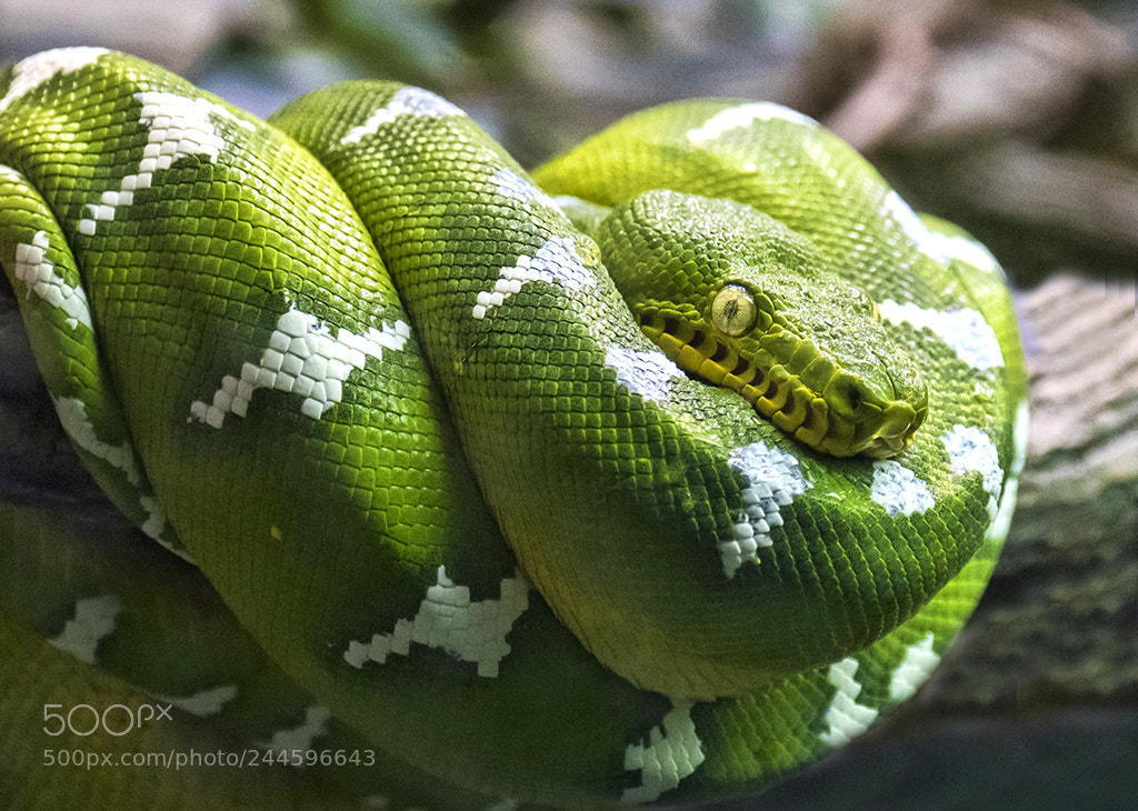 Nikon D810 sample photo. Montréalcopie photography