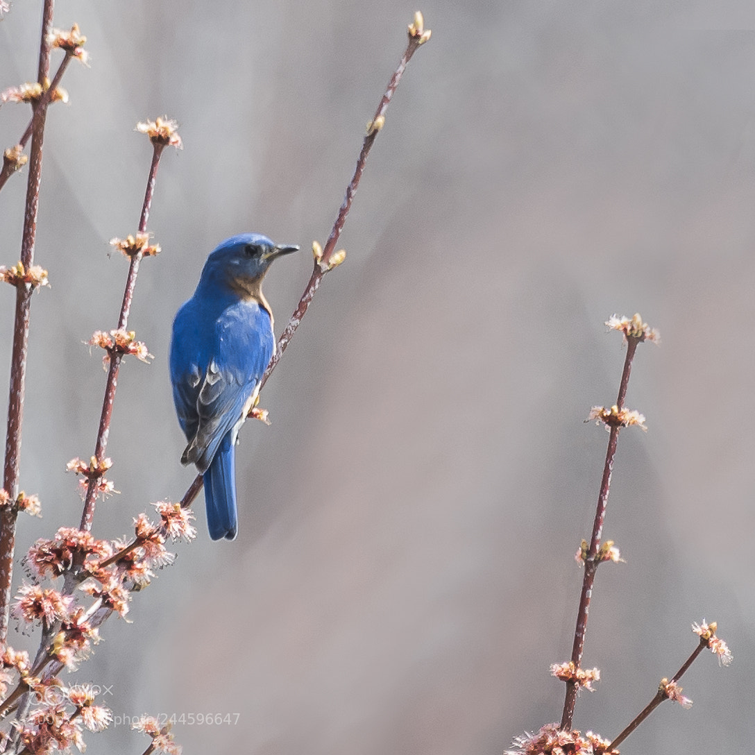 Nikon D810 sample photo. Parcmichelchartrand photography