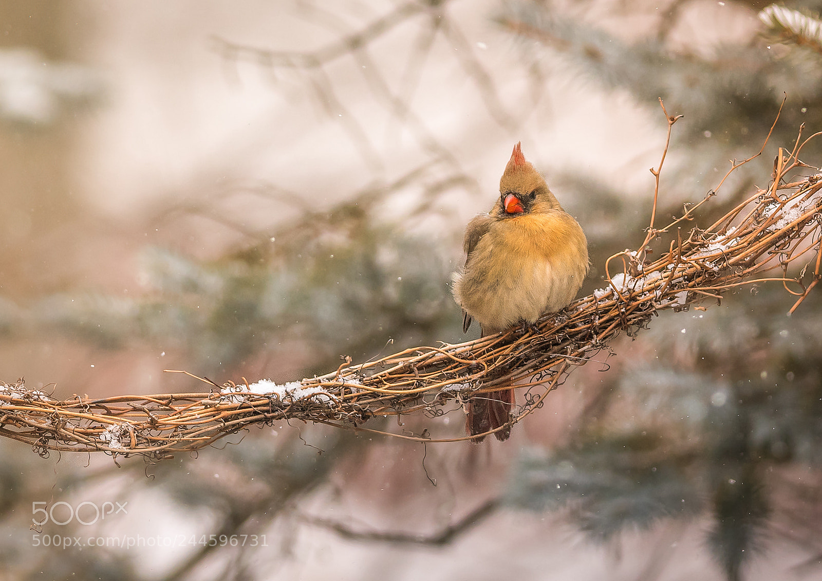 Nikon D500 sample photo. Female cardinal on vine photography