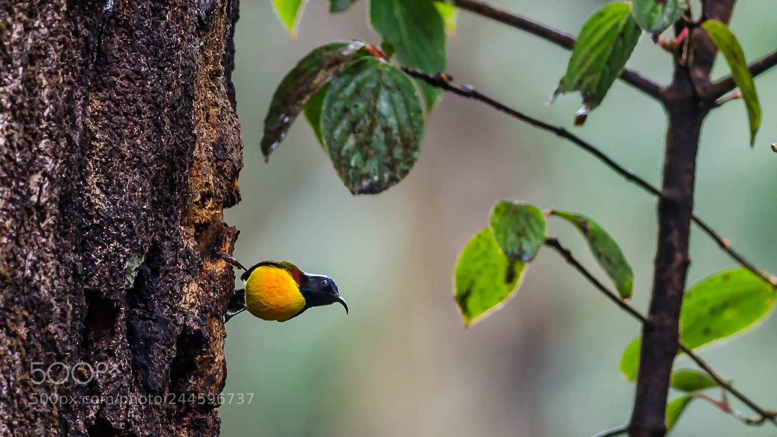 Nikon D5100 sample photo. Green-tailed sunbird photography