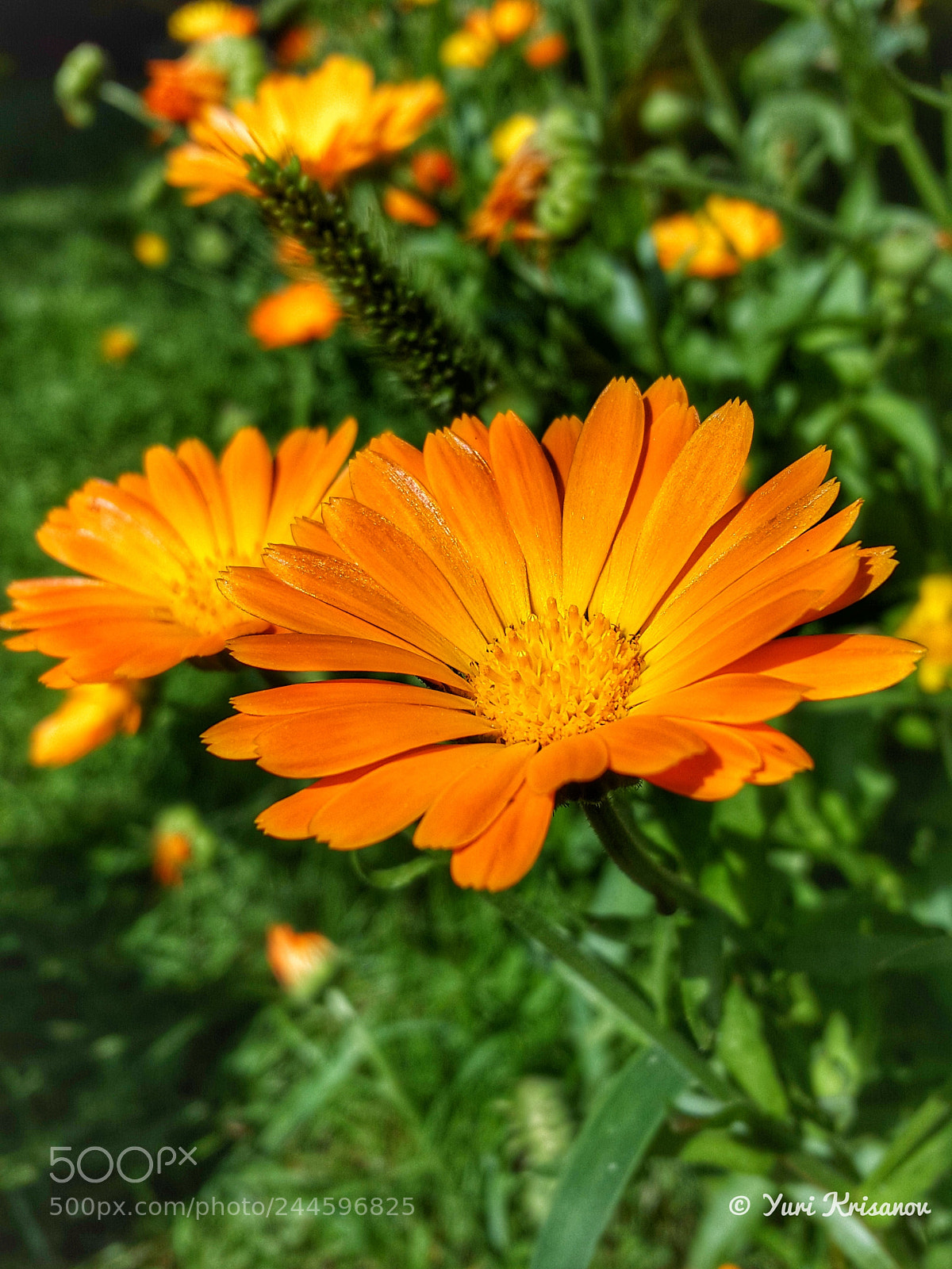 Samsung Galaxy Alpha sample photo. Calendula officinalis photography