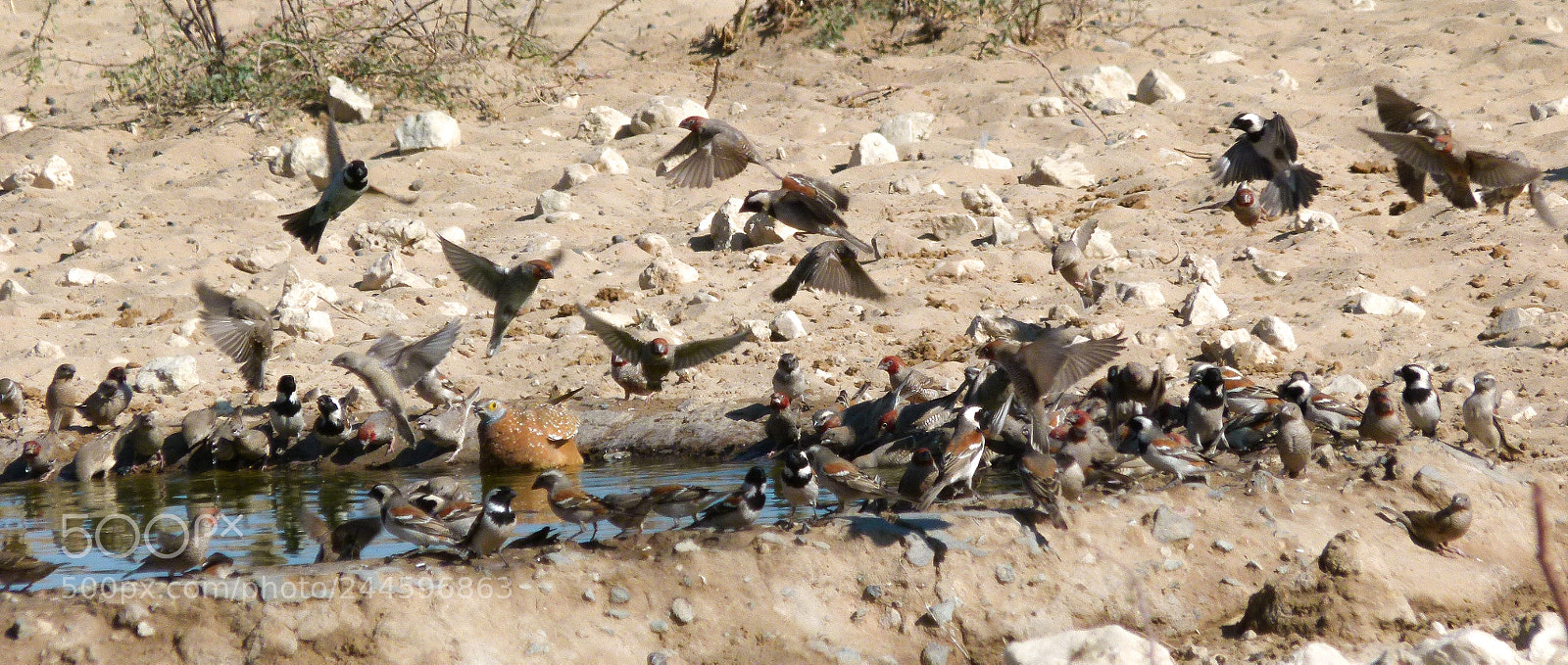 Panasonic Lumix DMC-FZ100 sample photo. African birds on the photography