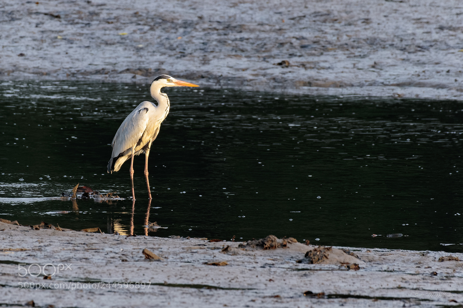 Canon EOS 7D Mark II sample photo. Evening on the river photography