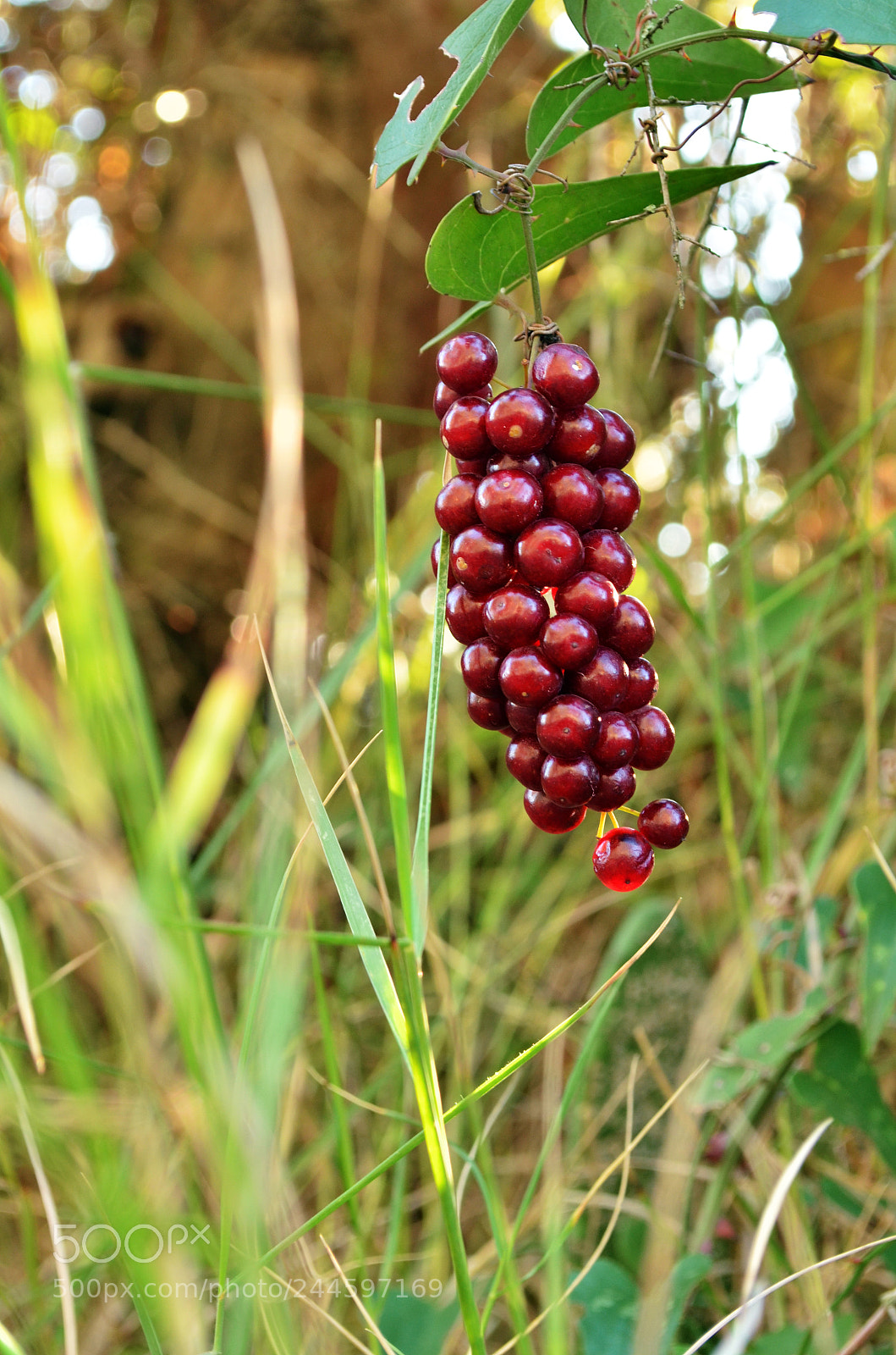 Nikon D5100 sample photo. Smilax aspera photography