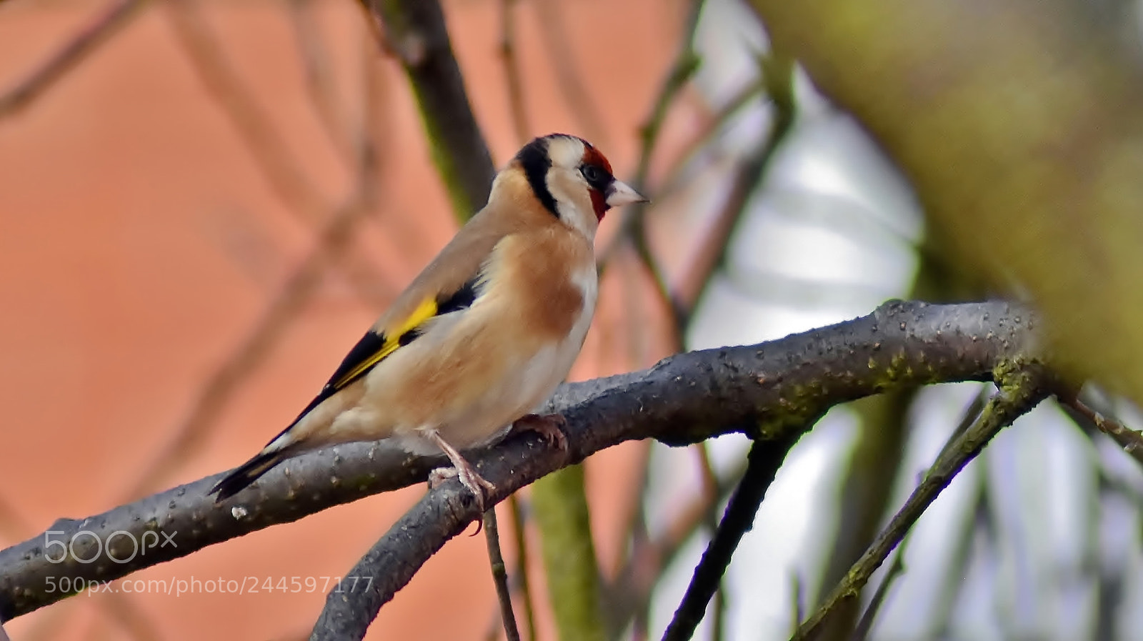 Nikon D3400 sample photo. Goldfinch on lookout... photography