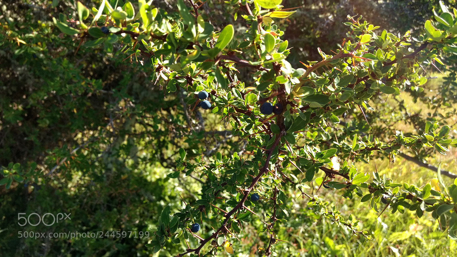 Motorola Moto G (4) sample photo. Fruto calafate photography