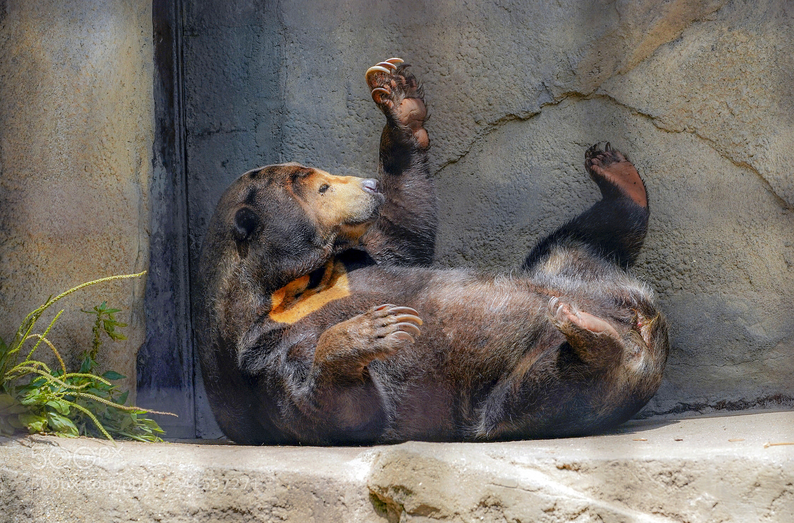 Sony a9 sample photo. Brown bear playing on photography
