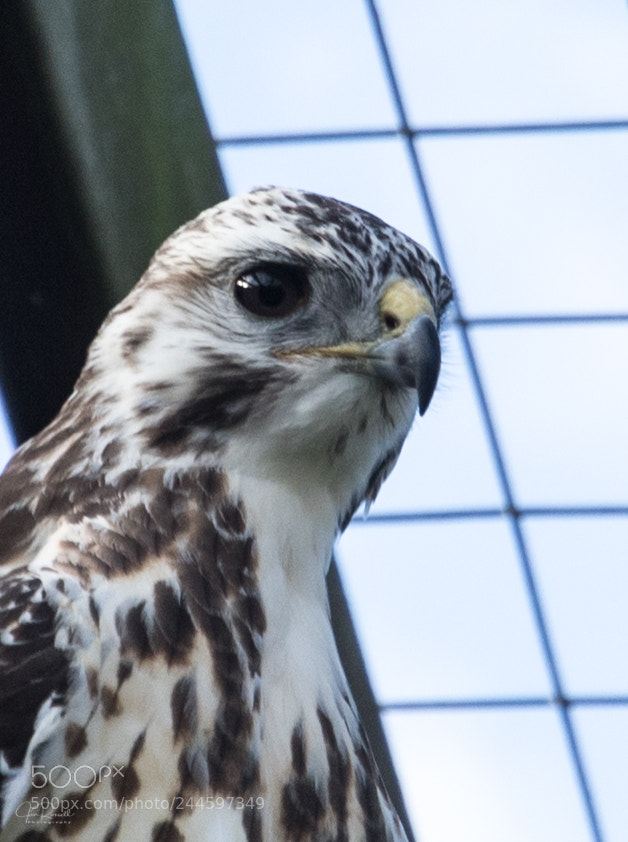 Canon EOS 7D Mark II sample photo. Red kite photography