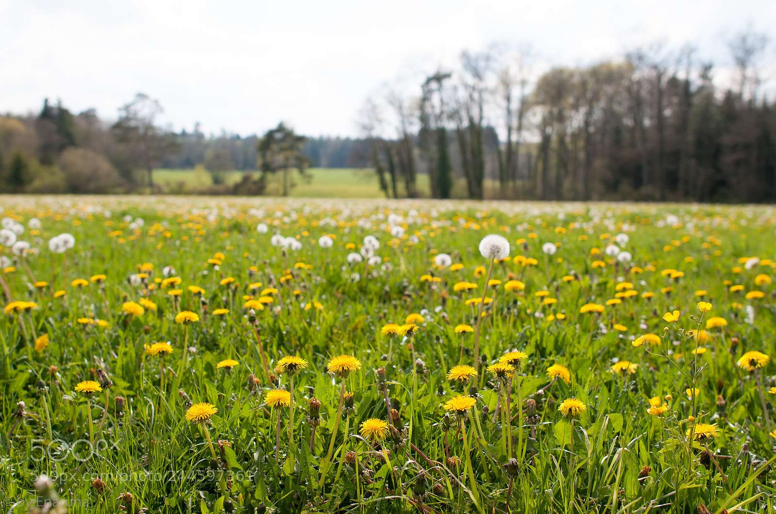 Nikon D300S sample photo. Dandelion meadow photography