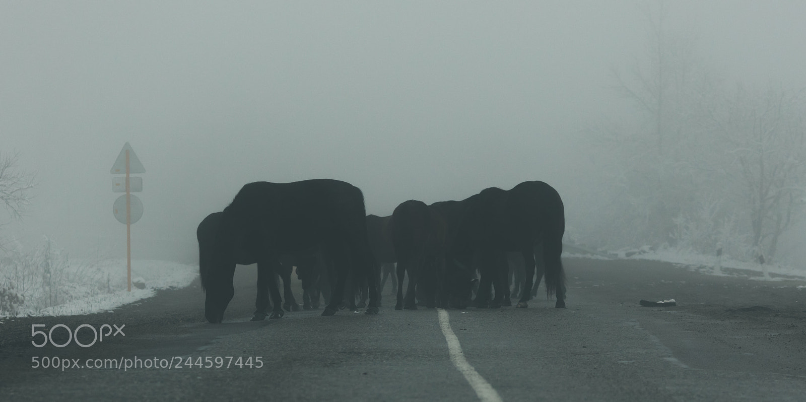 Canon EOS 5DS R sample photo. Herd photography