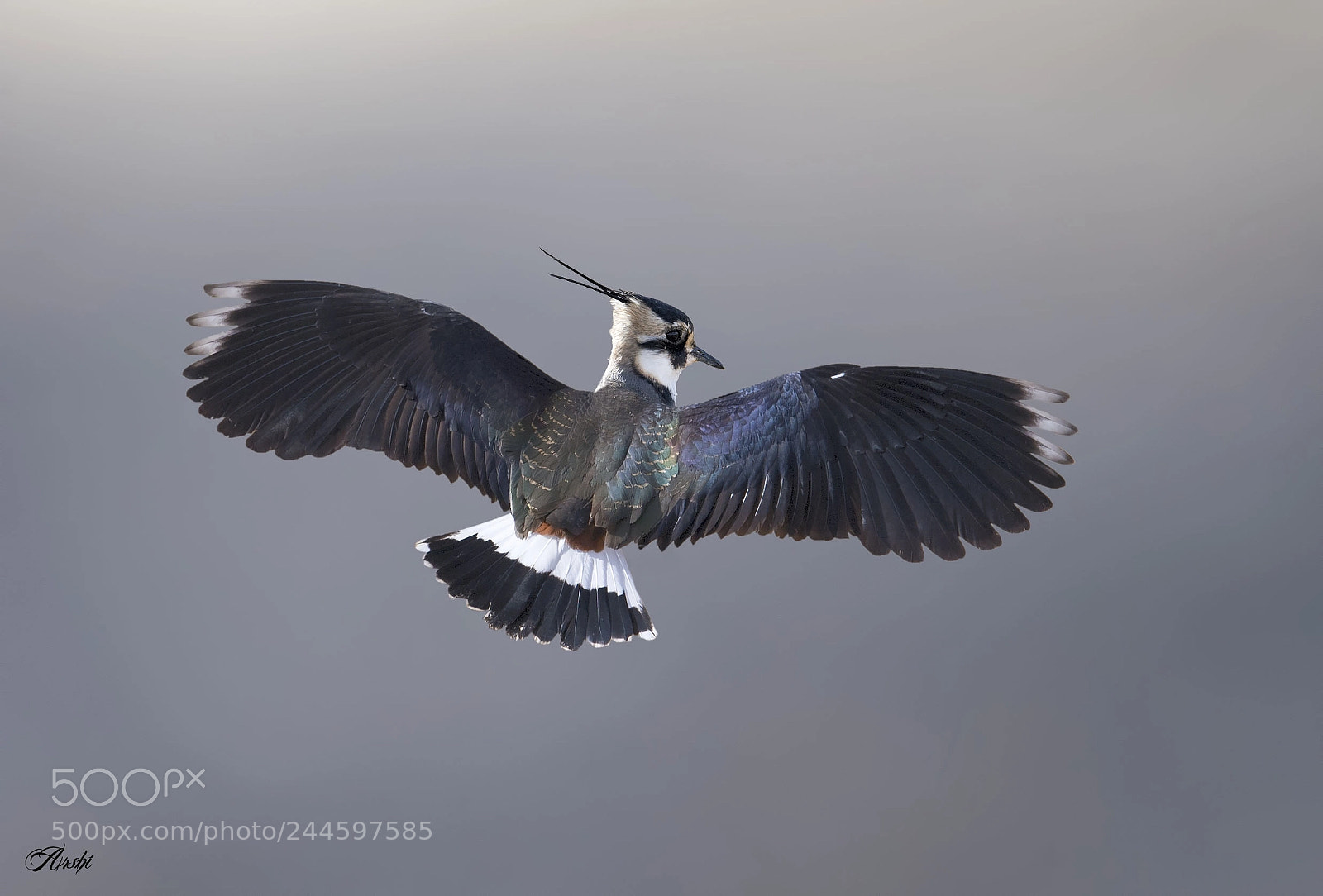 Nikon D5 sample photo. Northern lapwing photography