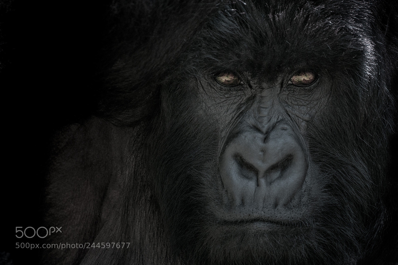 Nikon D800E sample photo. The guardian of the photography