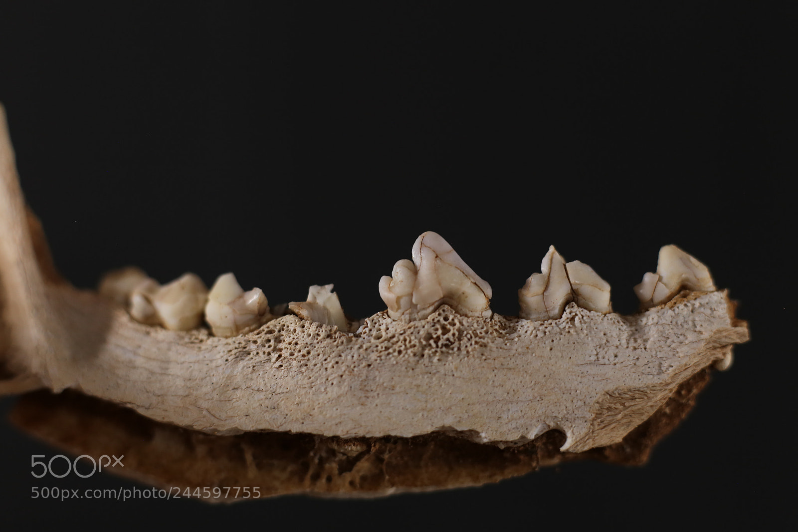 Canon EOS 6D + Canon EF 50mm F1.8 II sample photo. El colmillo del coyote photography