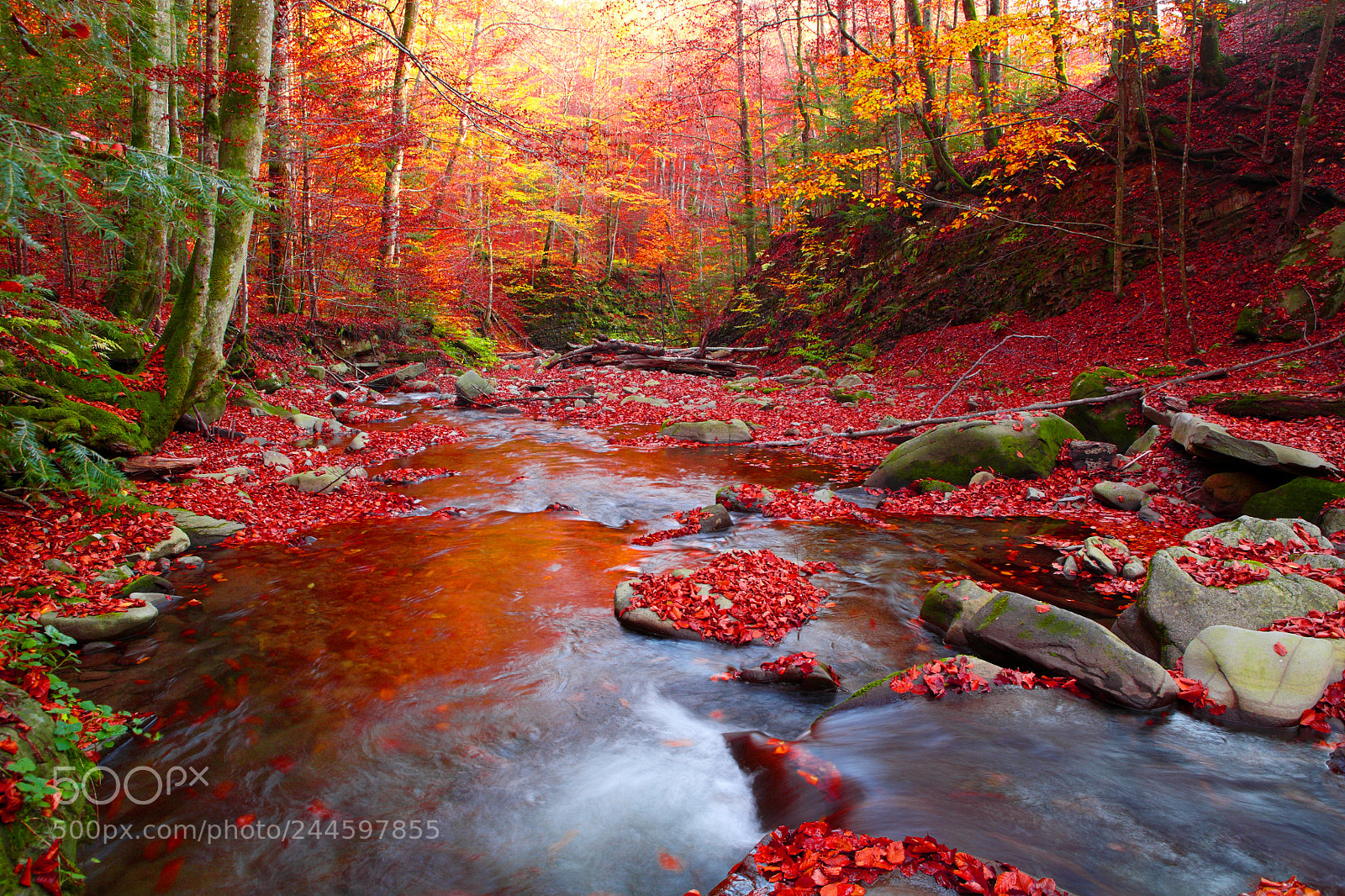 Canon EOS 5D sample photo. Stream in autumn beech photography