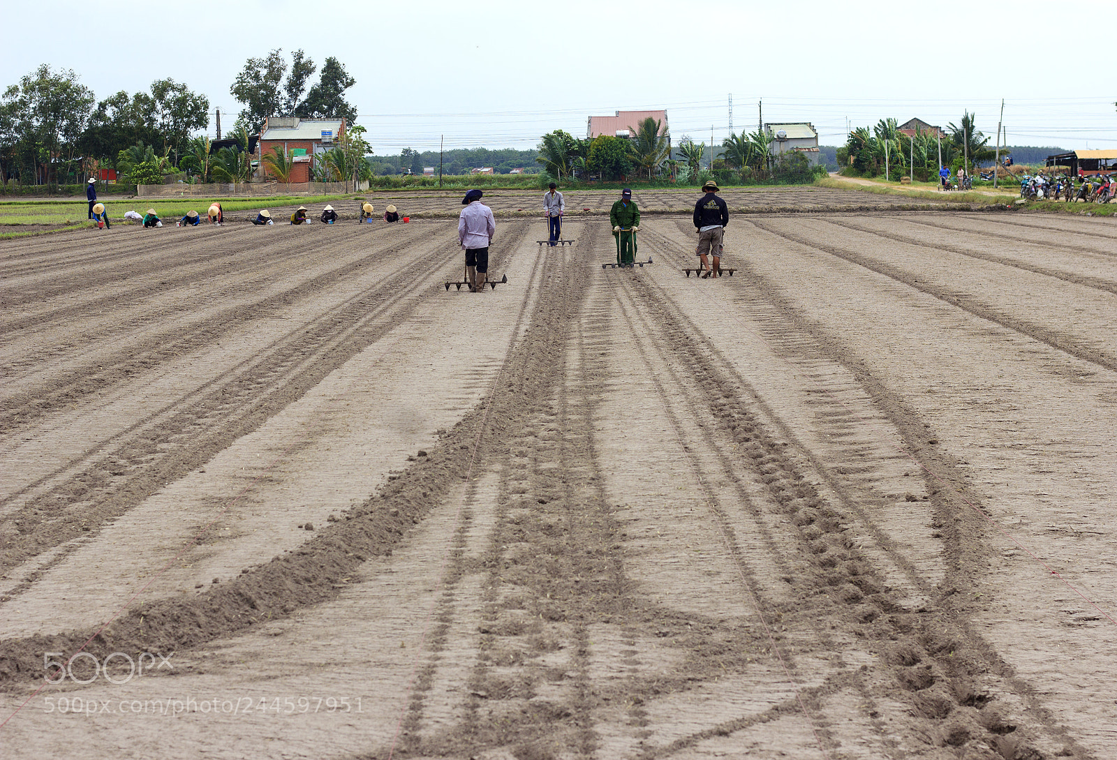 Canon EOS 550D (EOS Rebel T2i / EOS Kiss X4) sample photo. Agriculture in vietnam 2 photography
