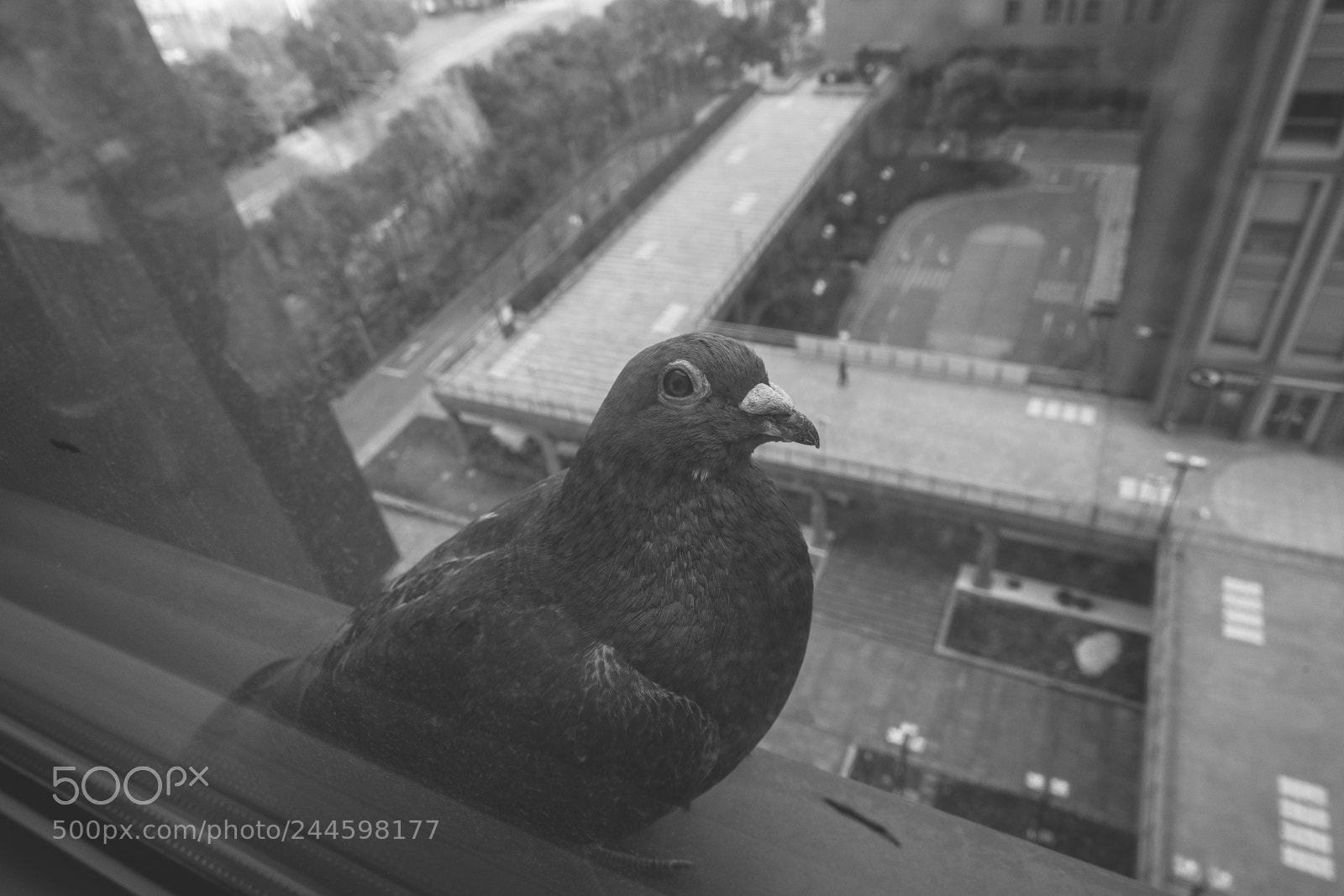 Sony a7R III sample photo. 20180201-144237_02157 photography