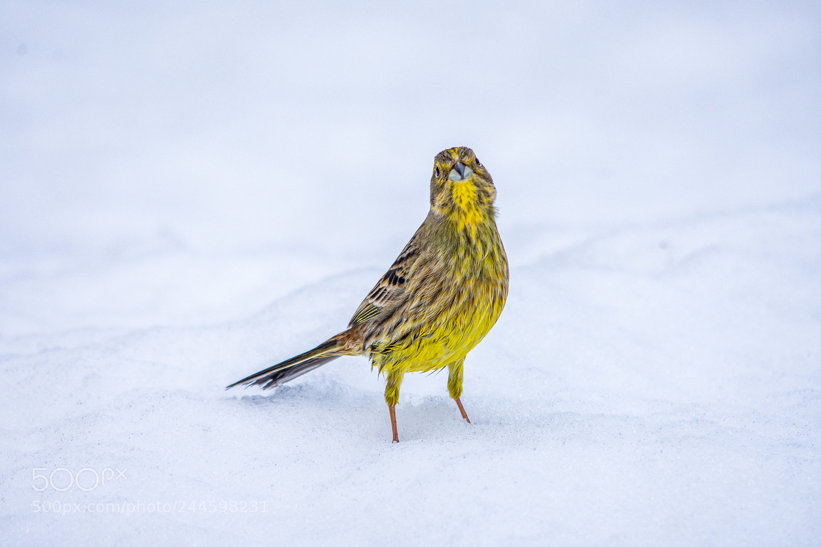 Nikon D7200 sample photo. Yellowhammer photography