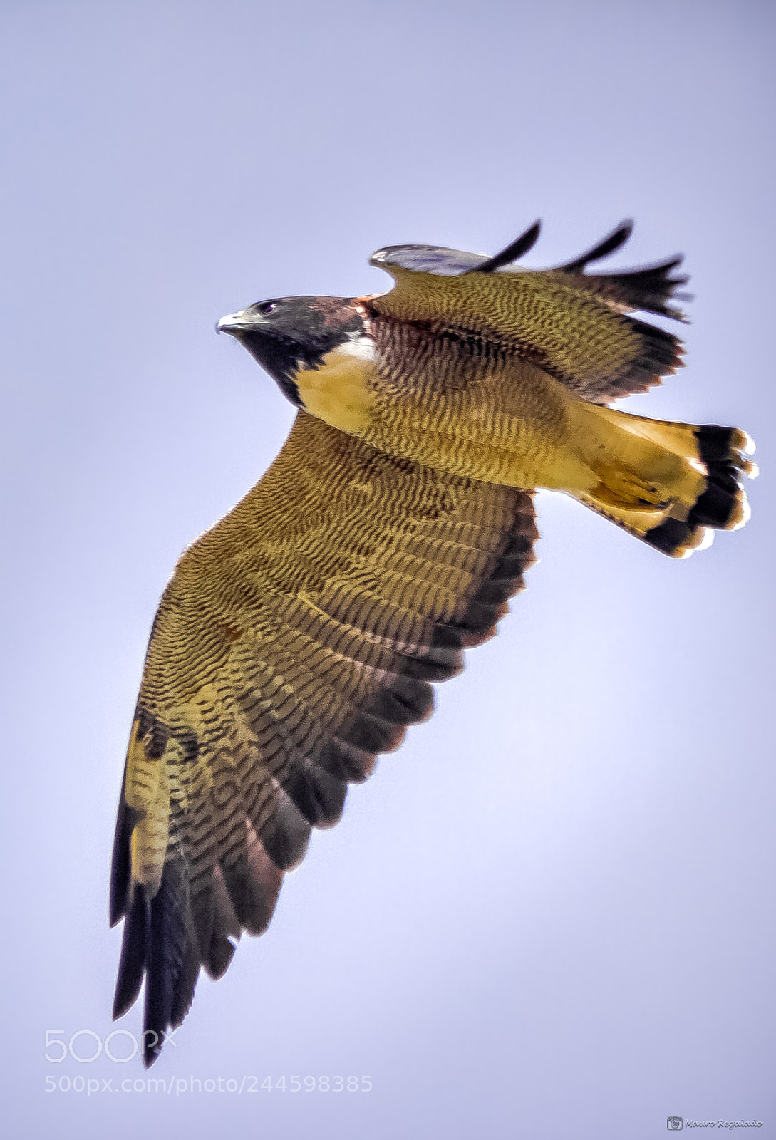 Canon EOS 60D sample photo. Gavi o de rabo photography