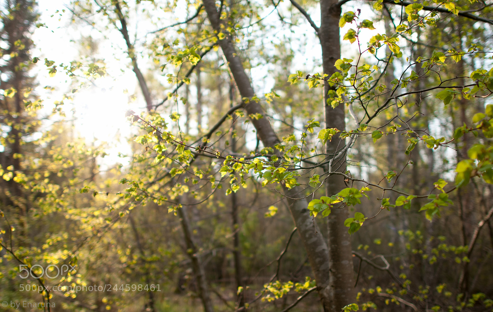 Nikon D300S sample photo. Springlike tree photography
