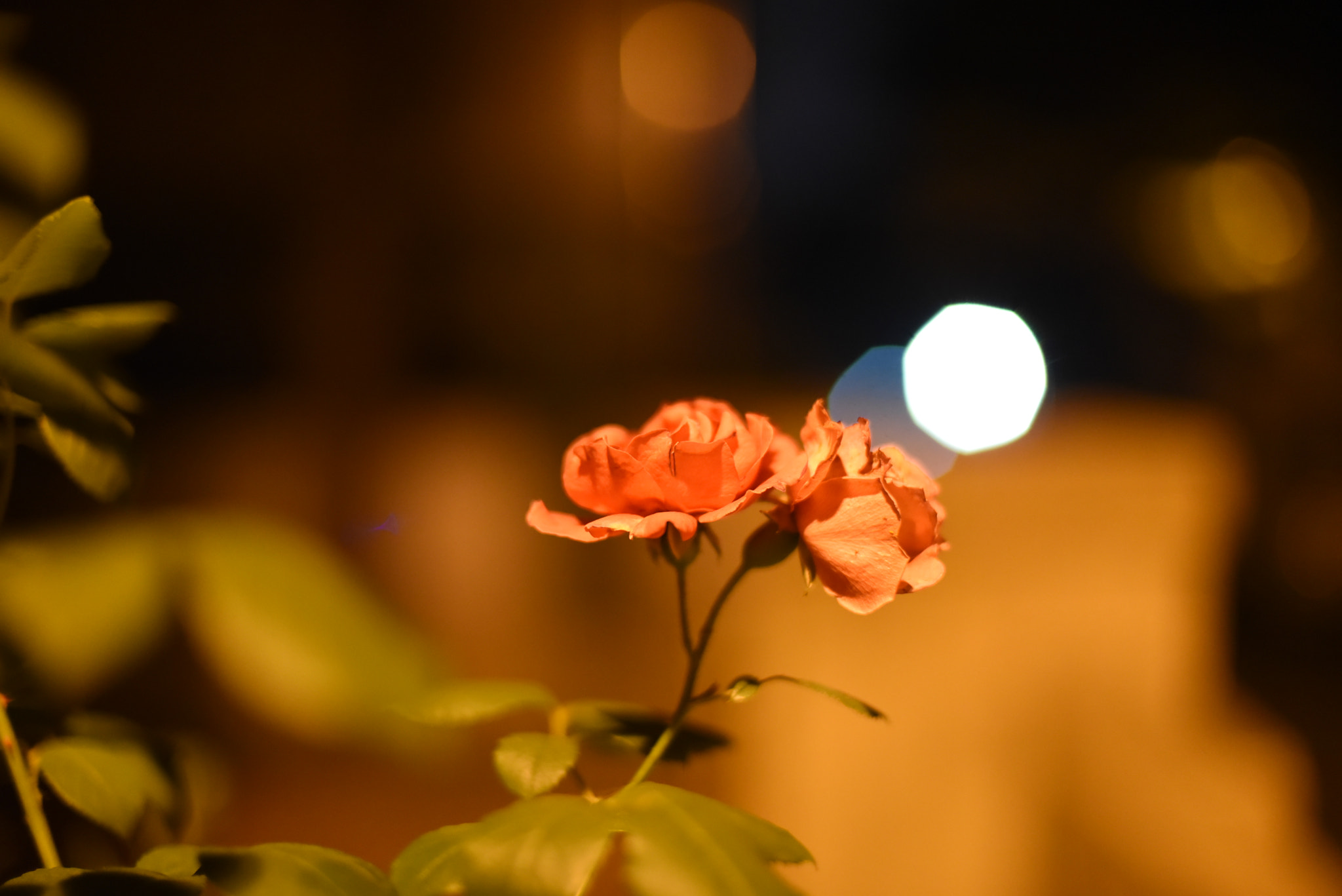 Nikon D750 + Nikon AF Nikkor 50mm F1.4D sample photo. Blooming rose photography