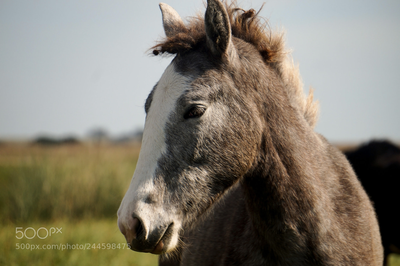 Sony Alpha a3500 sample photo. Dsc photography